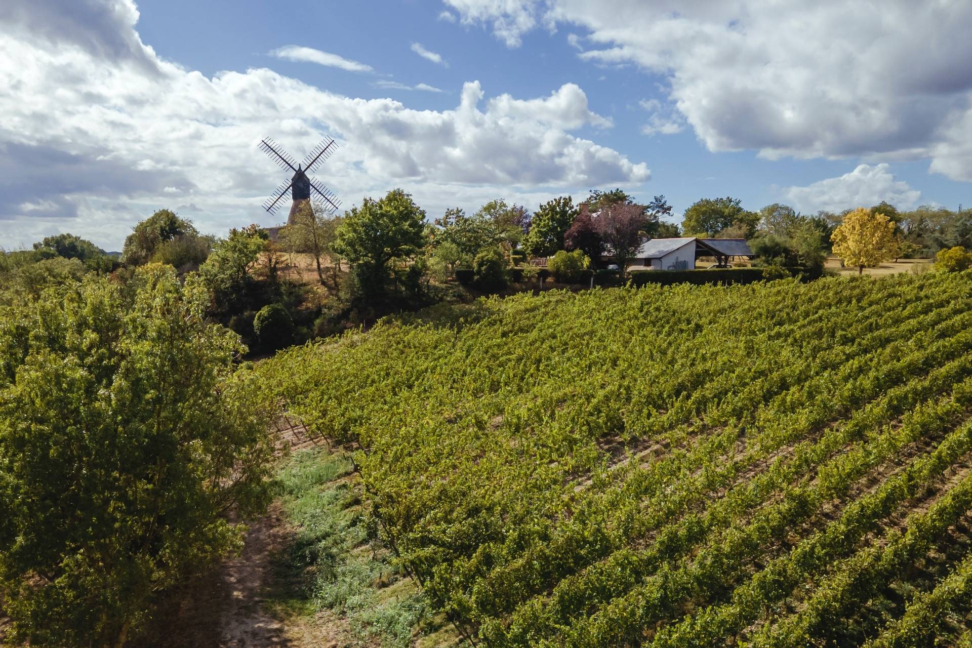 Visit of the vineyards and tasting