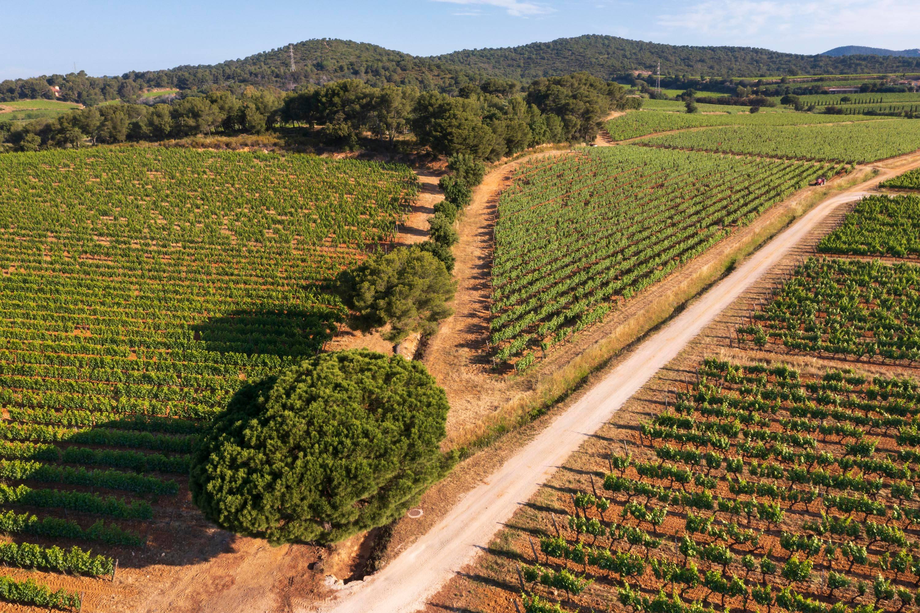 Walking tour through the heart of a vineyard