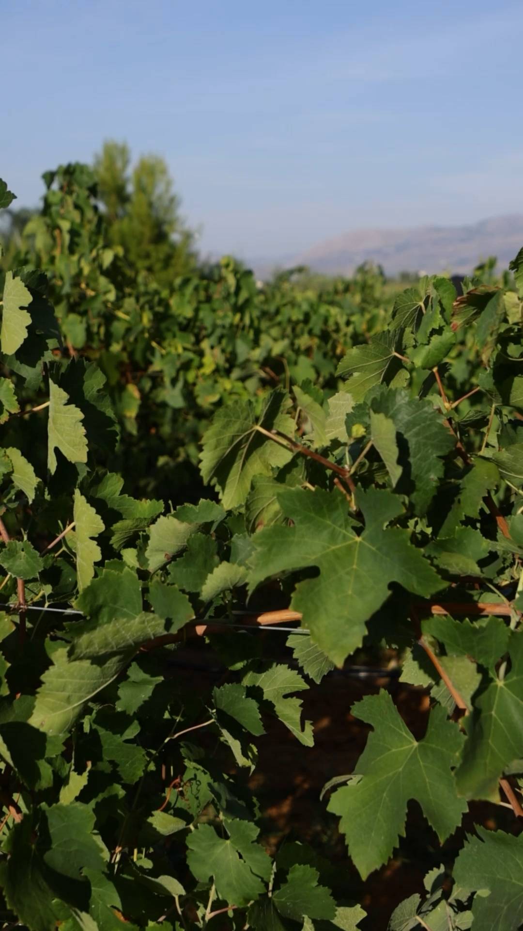 The grape harvest between picking and pressing