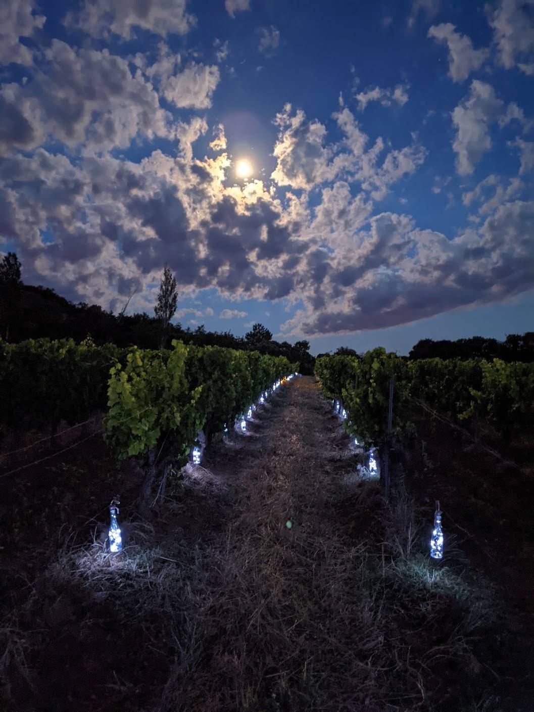 Vignes et Lumières, the unique experience of an outdoor immersive tour between vines and stars