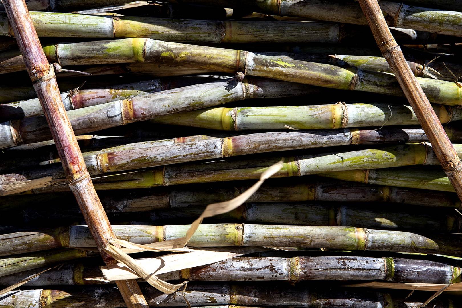 Discovering Sicilian Sugar Cane