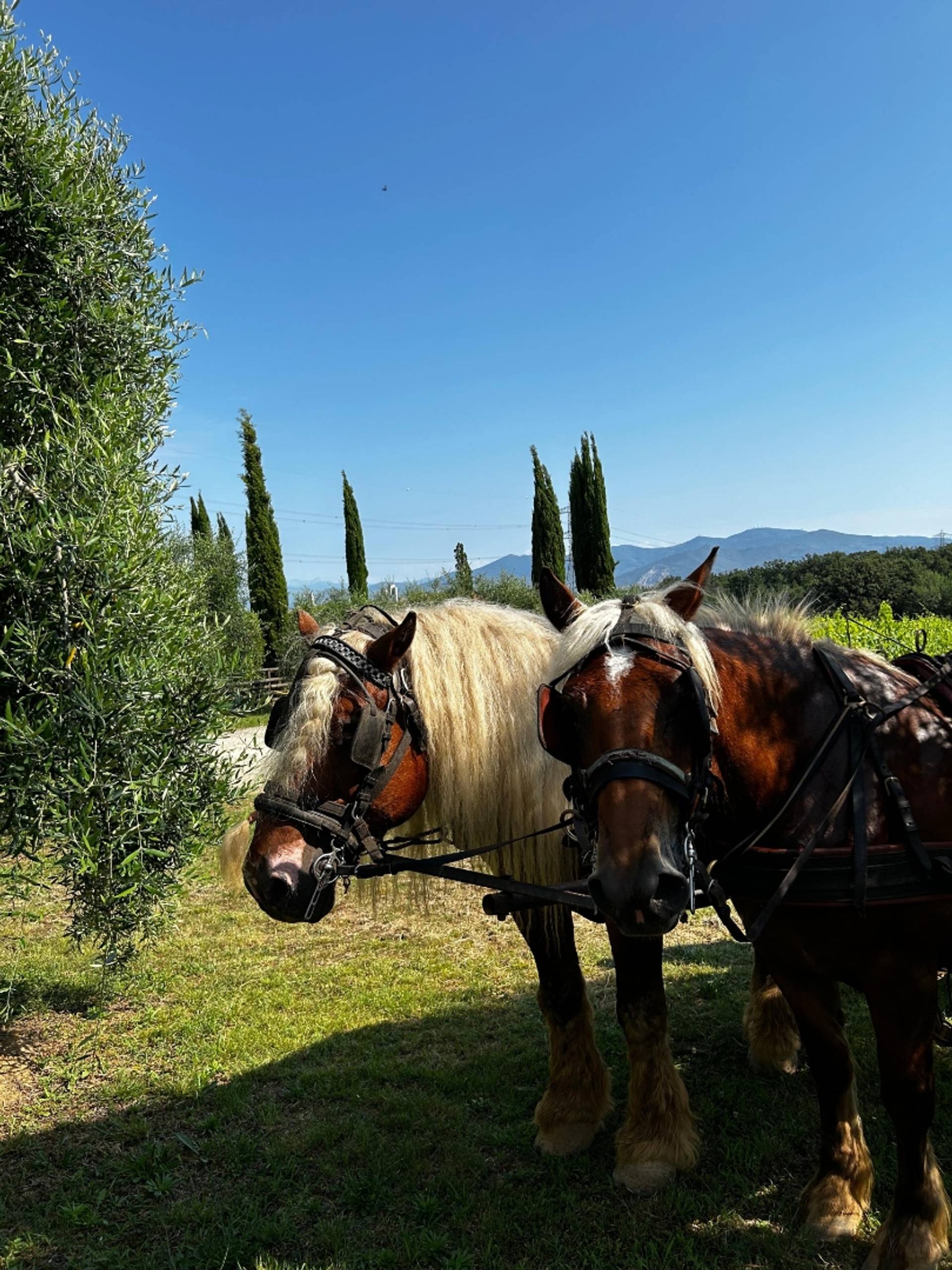 Wine tour with horses + Tasting 5 wines