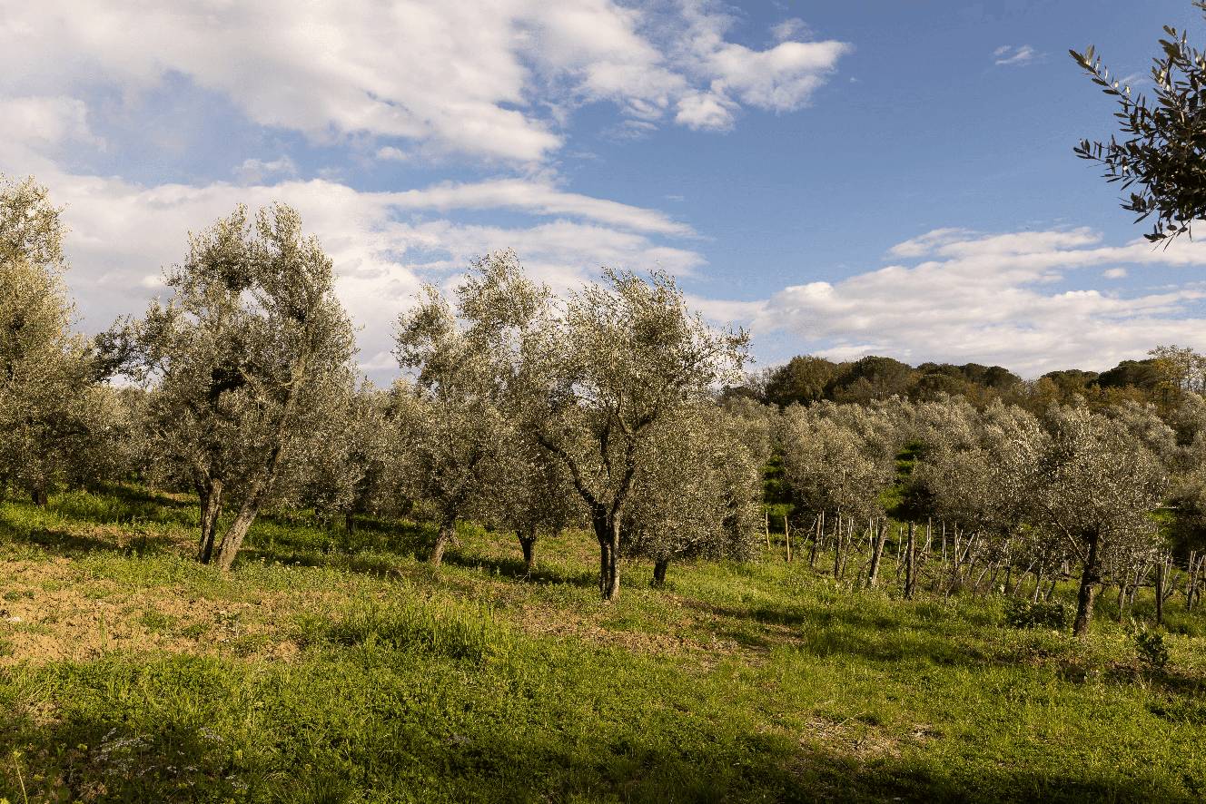 Romantic Picnic in Chianti