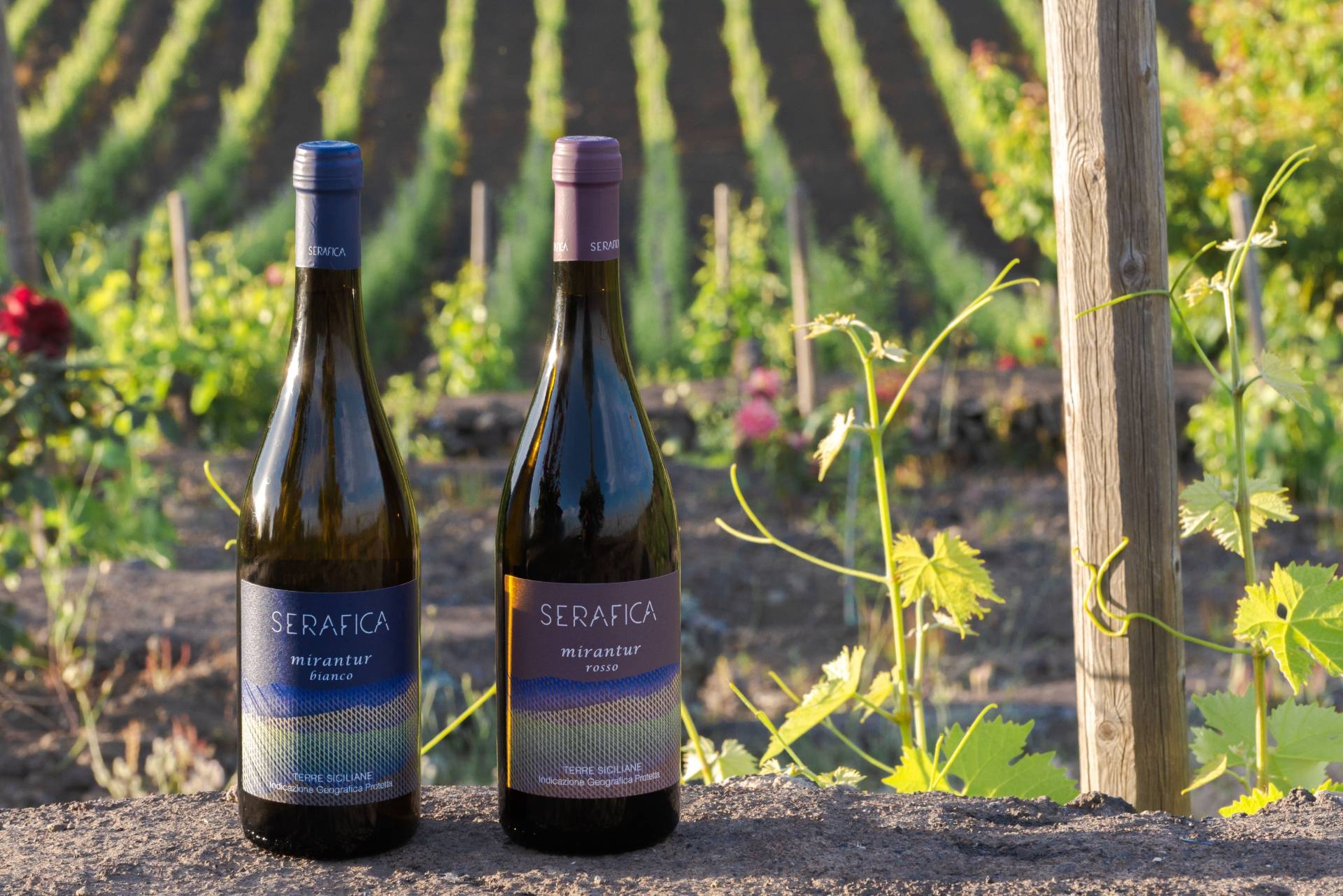 Mirantur & Olive Oil Experience