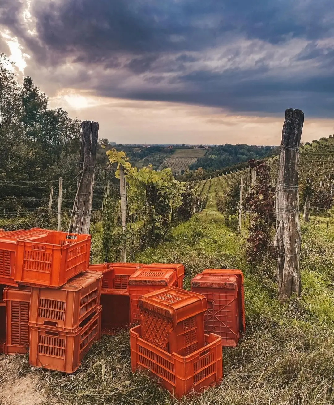 Tasting of 7 wines in Langa