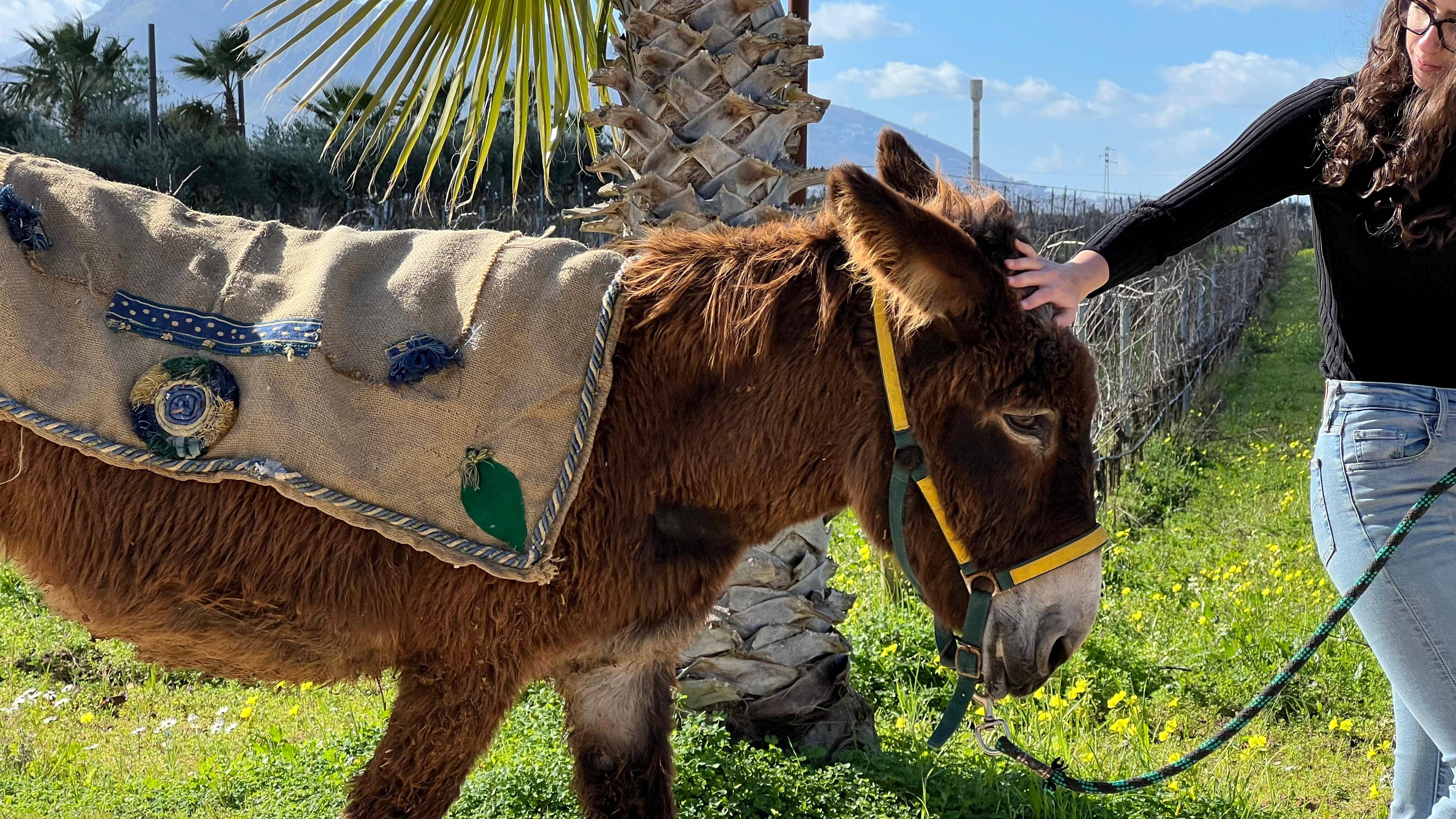 Meet the farm animals