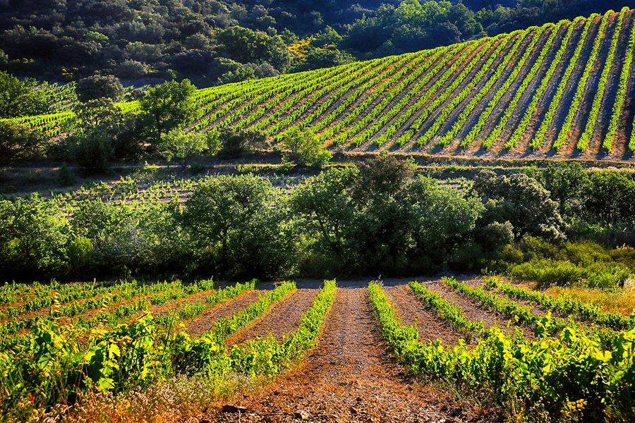 Visit our century-old cellars and taste our vintages