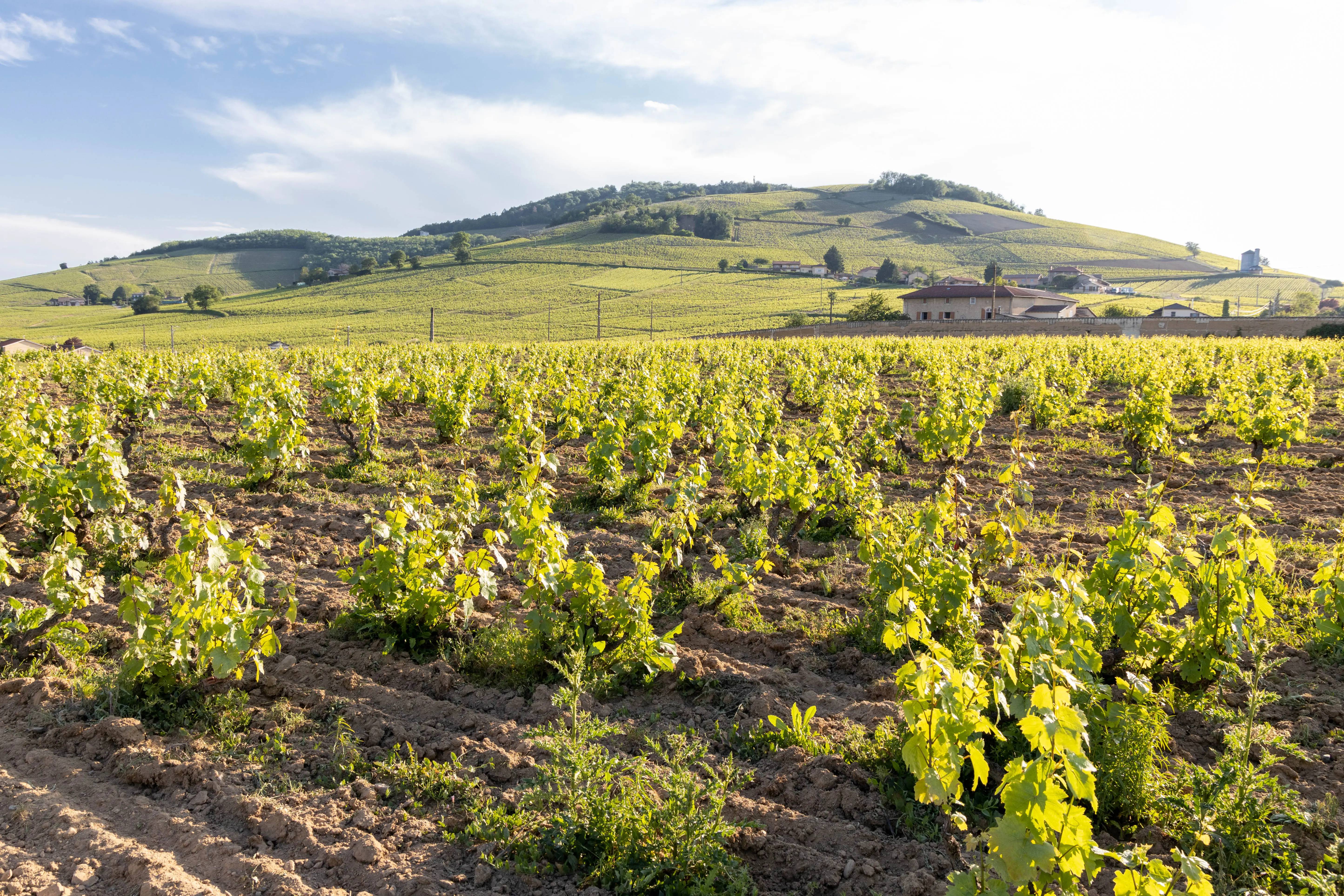 Electric bike tour, tasting and visit