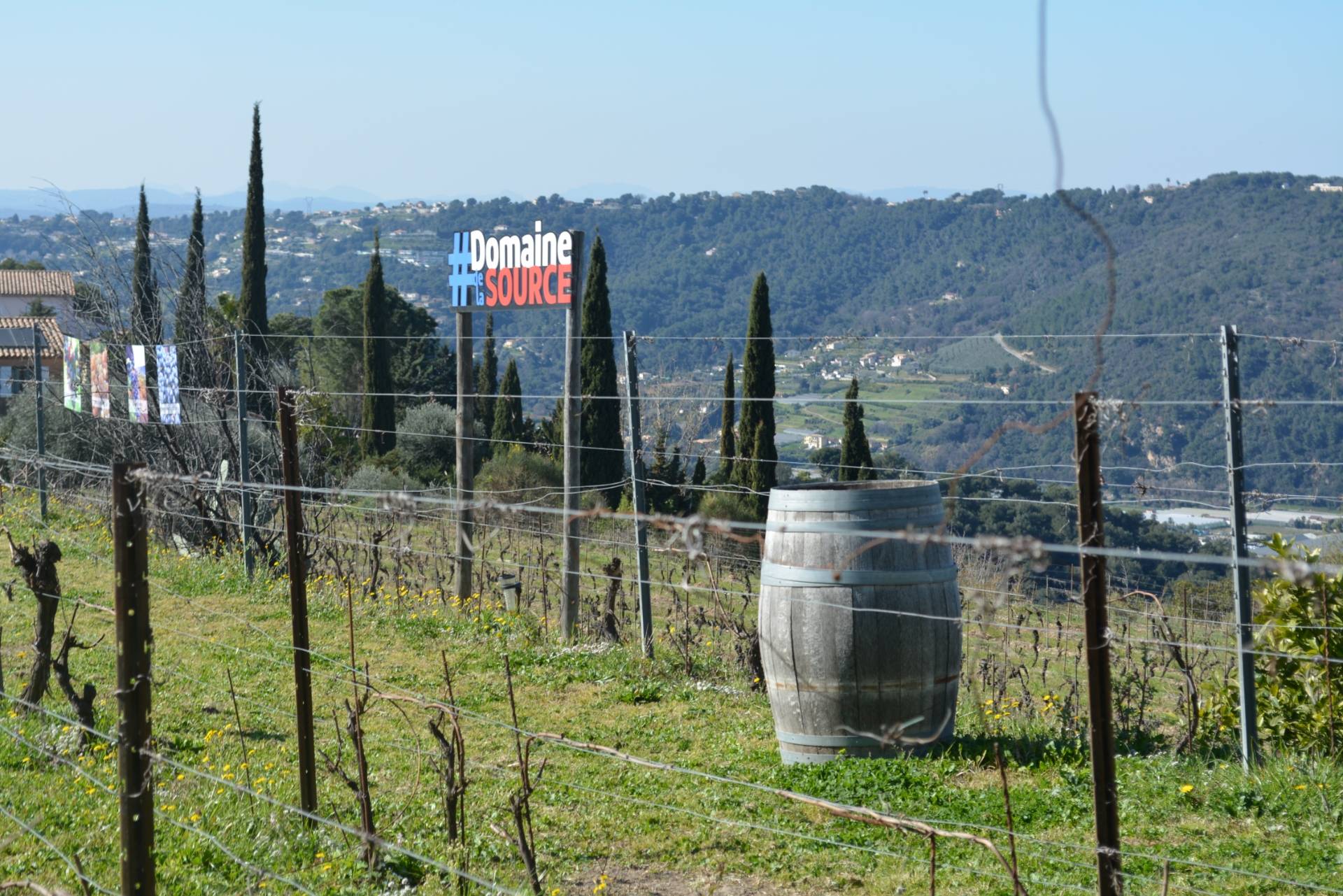Wine and photography in the vineyards