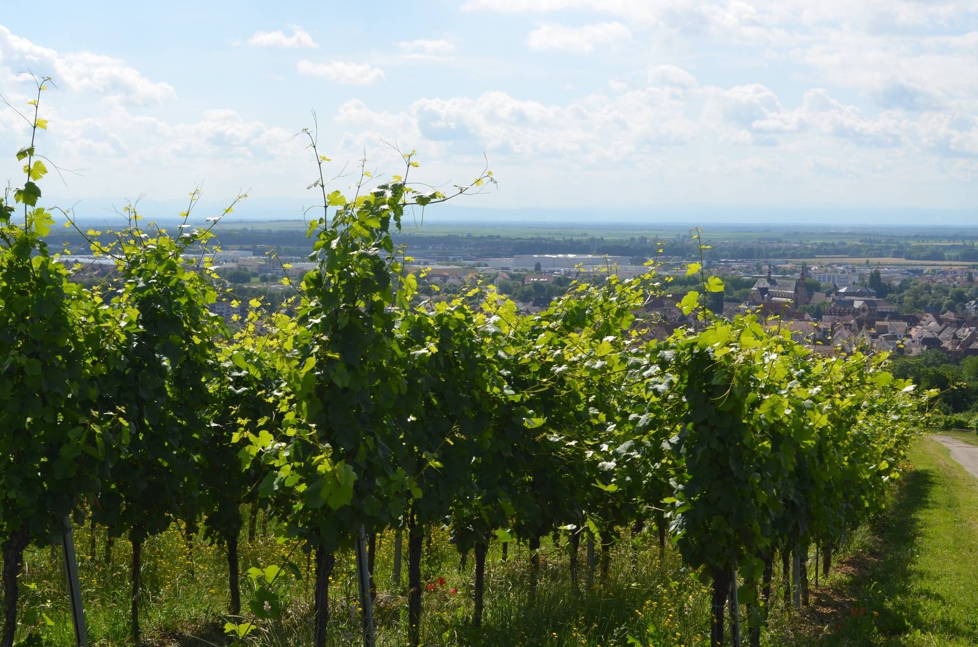 Electric bike ride in the Alsatian vineyard
