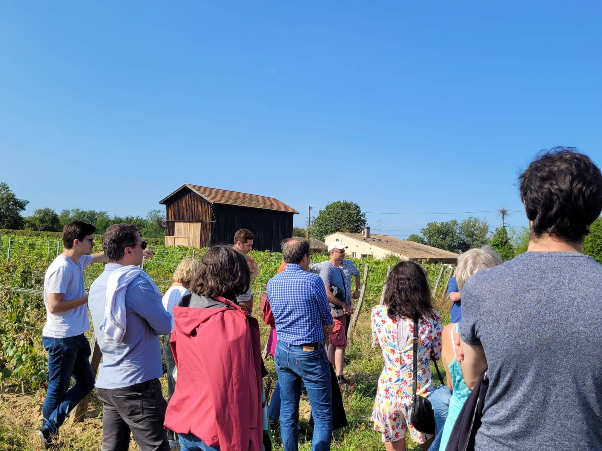 Discovering the forgotten grape varieties of Bordeaux