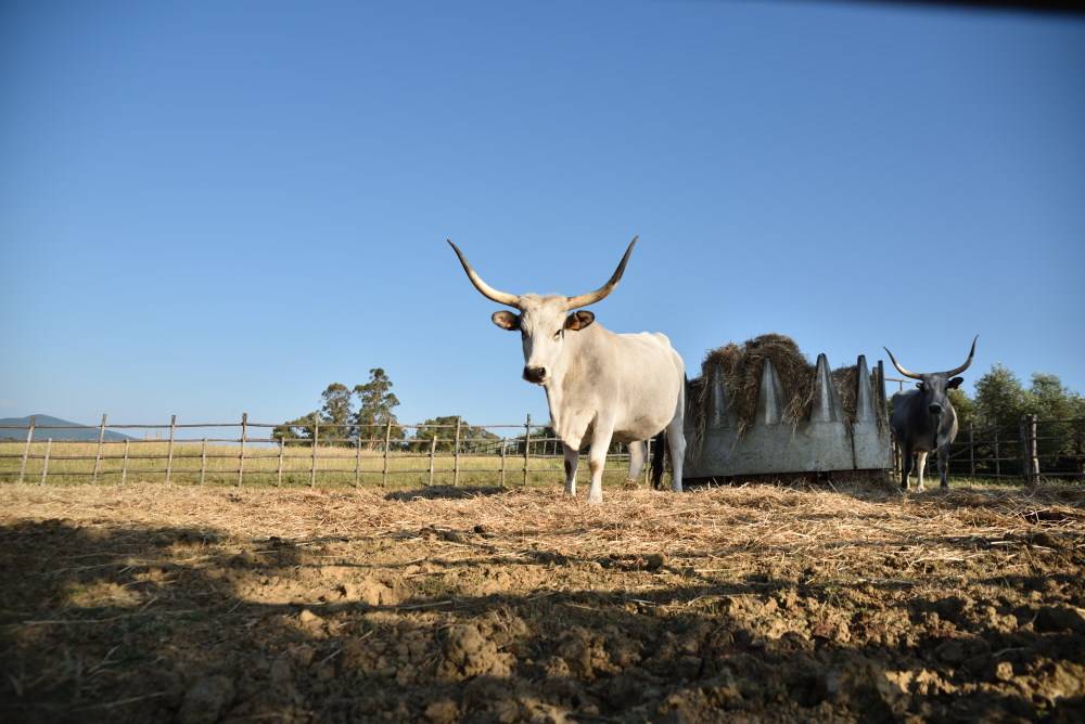 Classic Tour & Tasting