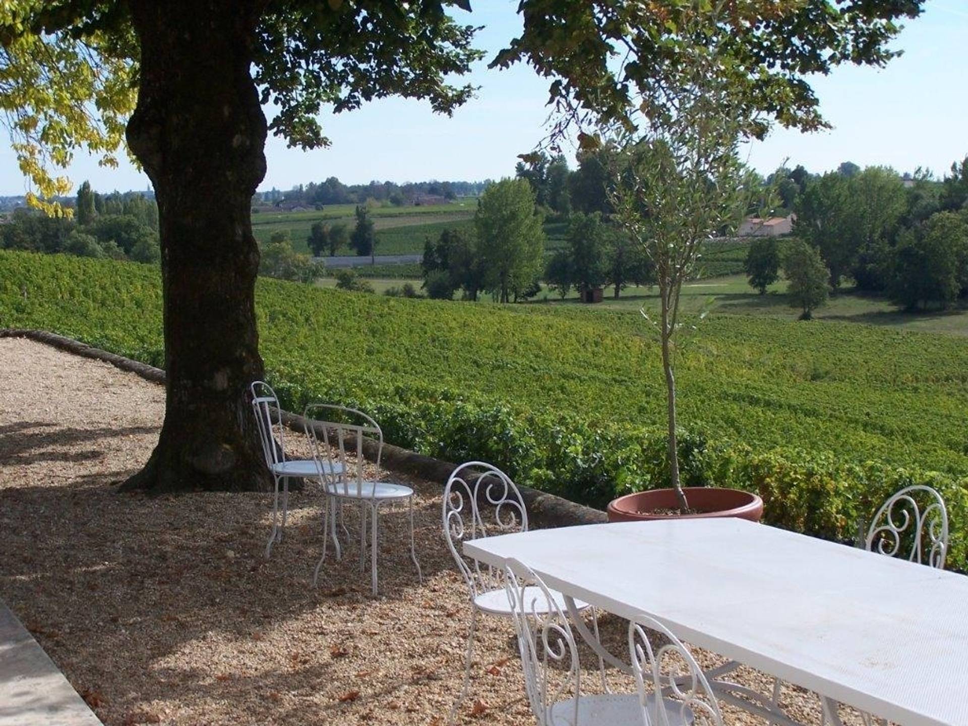 Walk in the vineyards