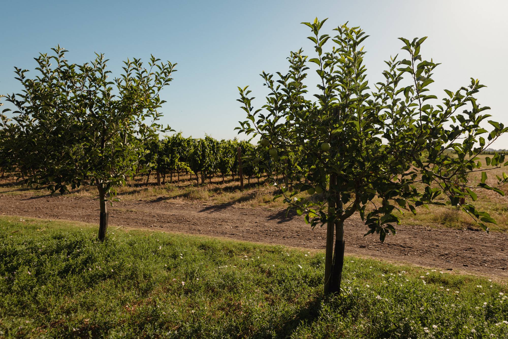 Discover the world of trees with 2 nurserymen