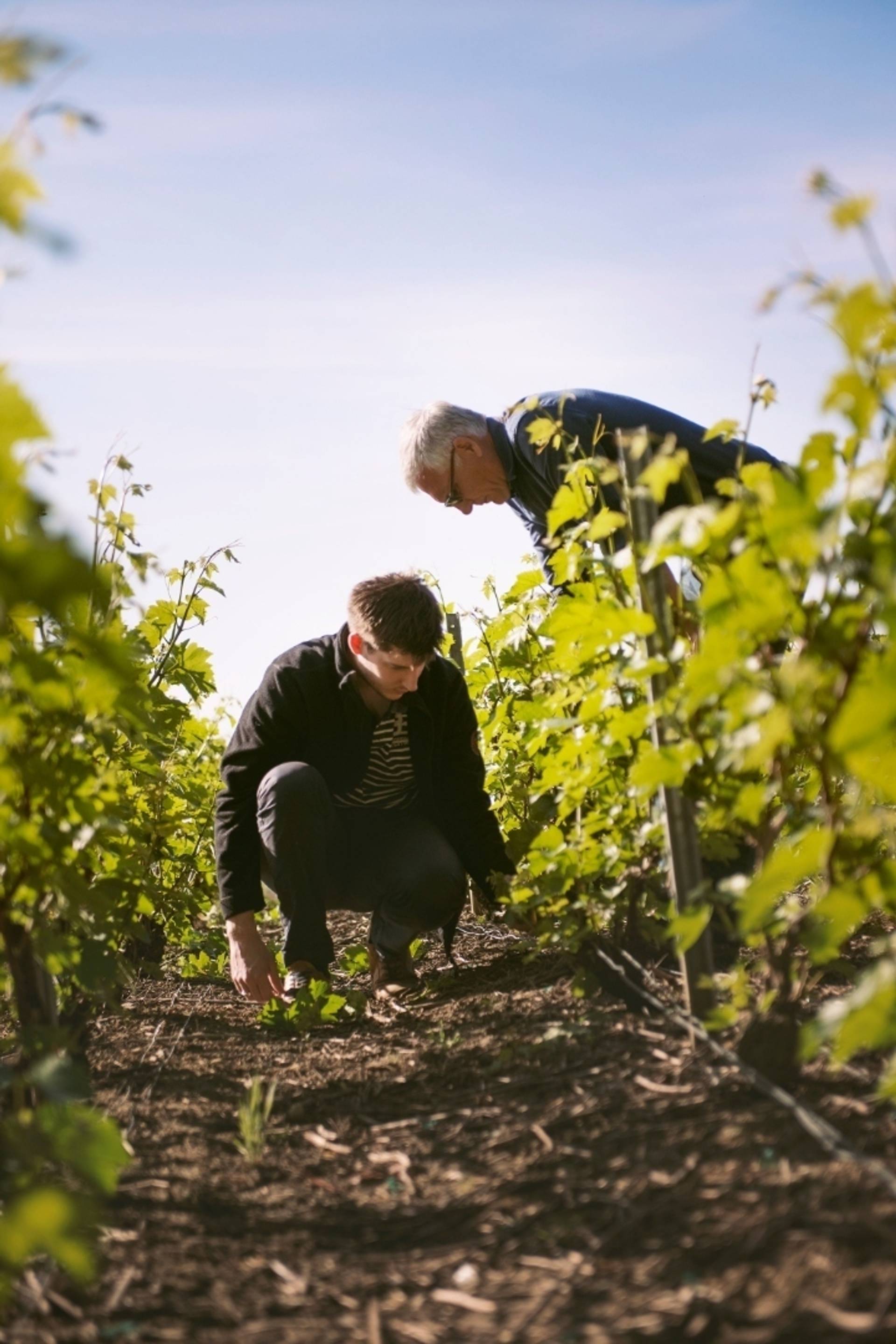 The Winegrower’s Moment: Visit & Tasting