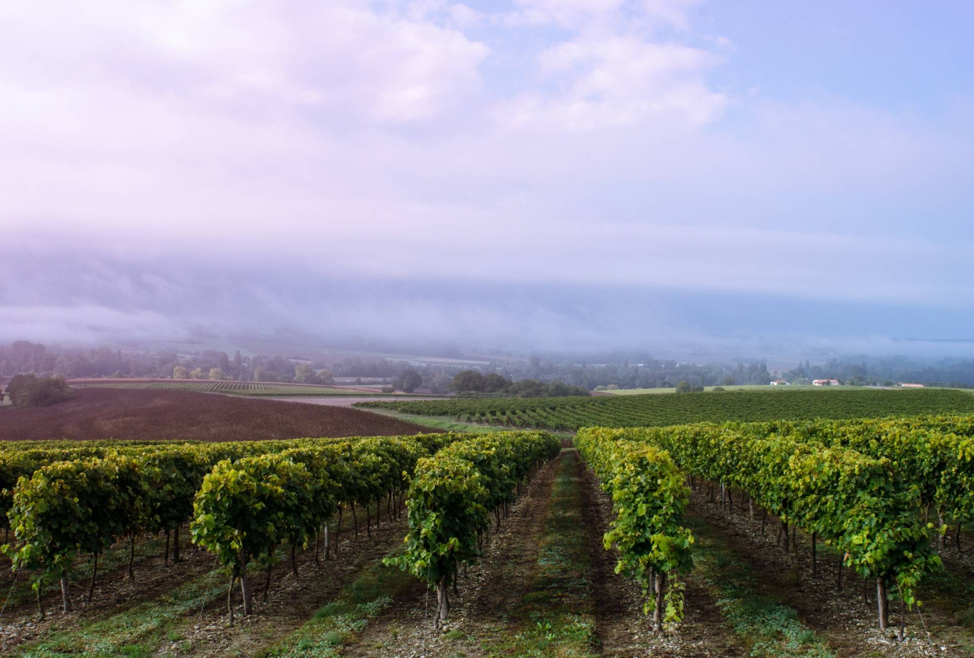 DOMAINE CONTE ET FILLES