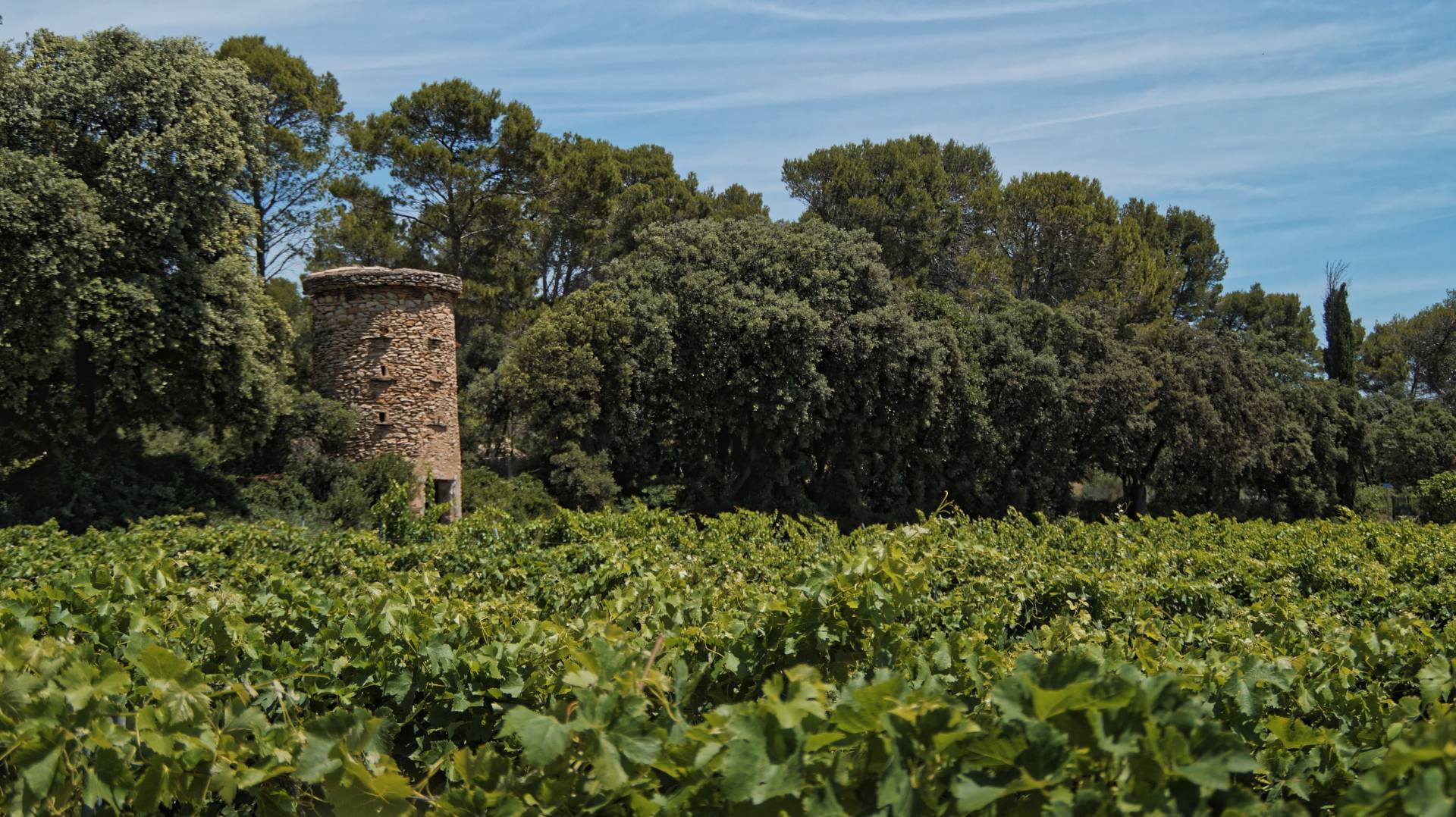 Vineyard visit and cellar tasting