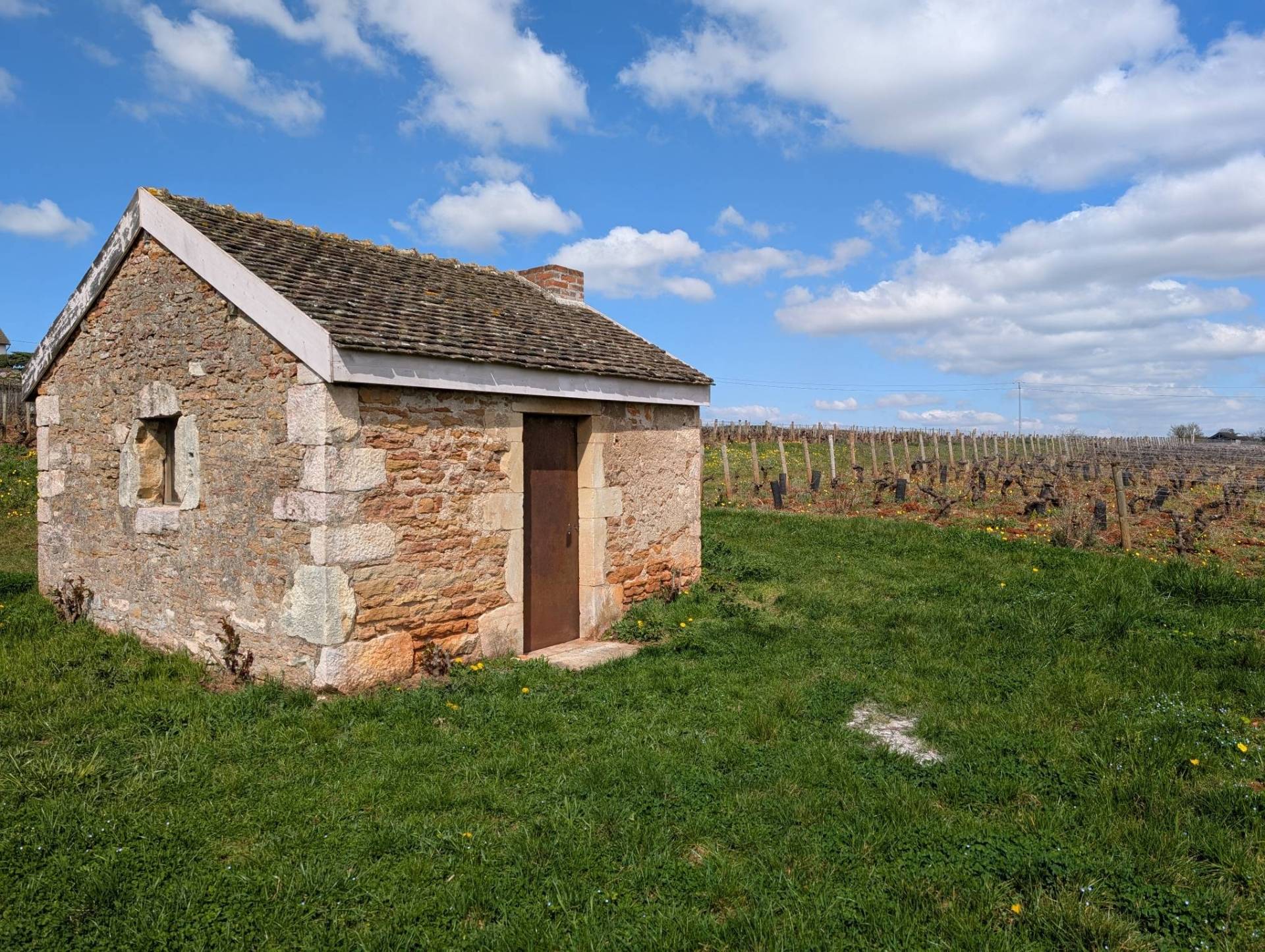 Guardians of the Vineyard