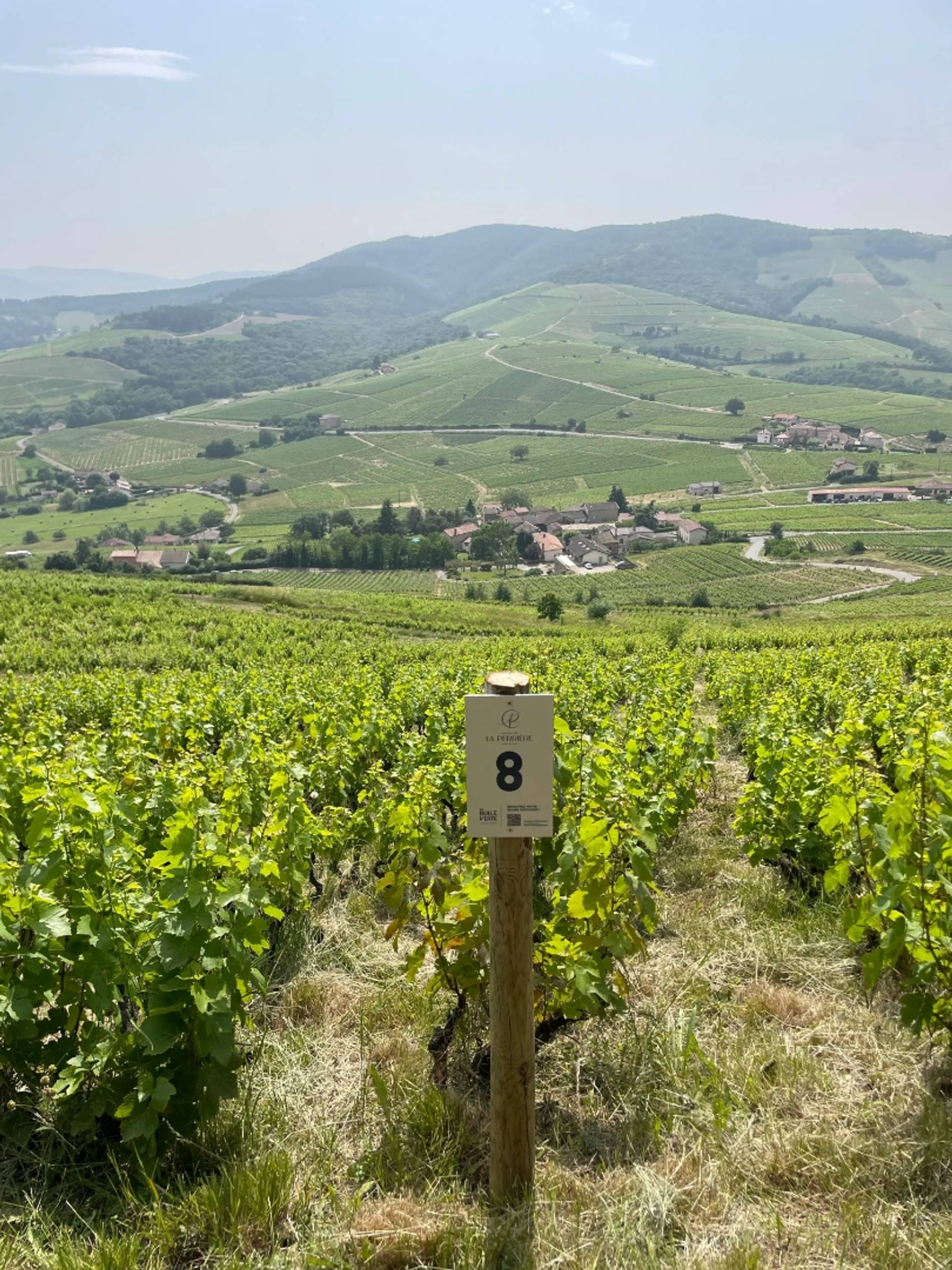 Bucolic walk in Brouilly