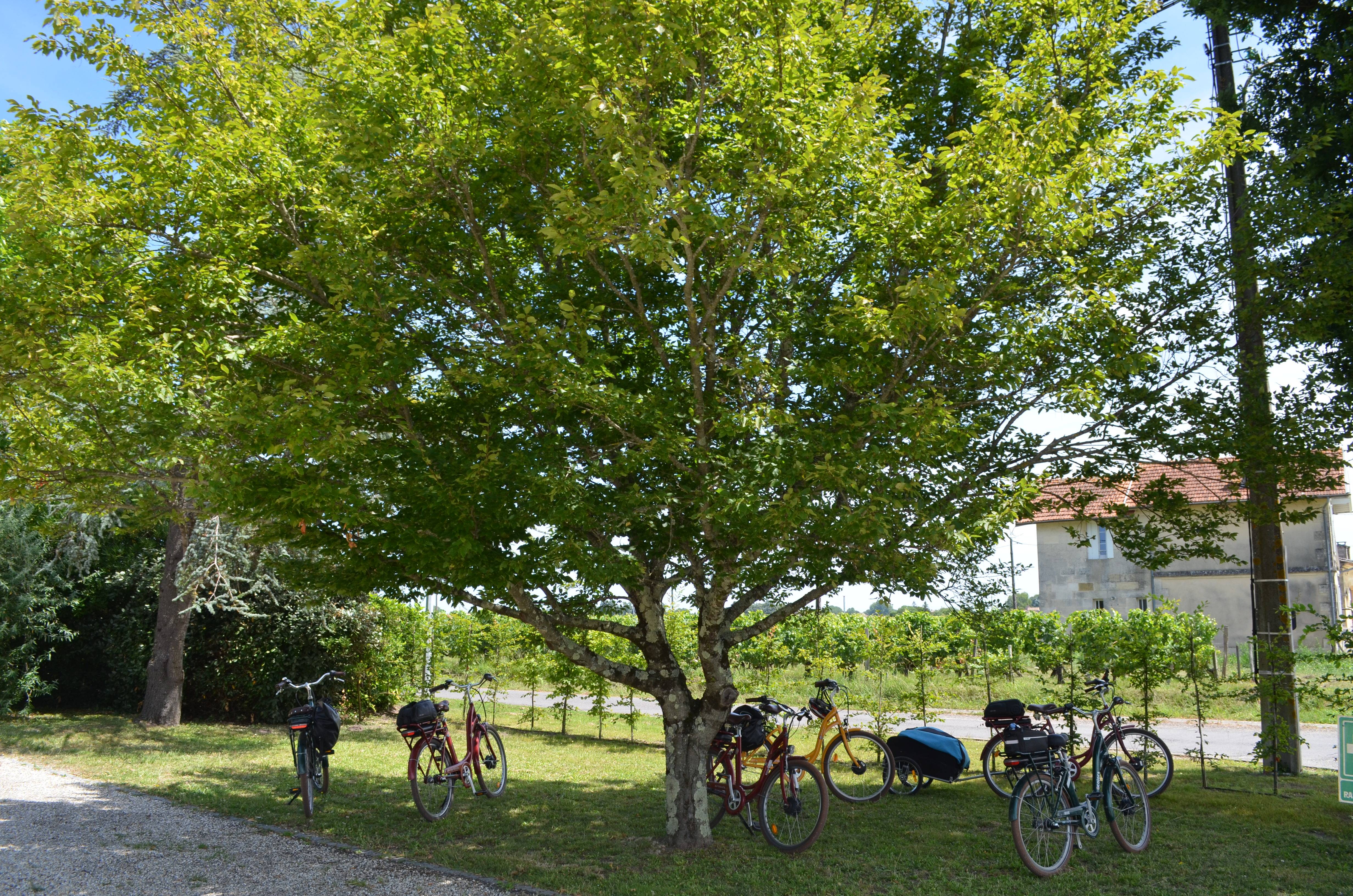 Bucolic picnic and tour with tasting