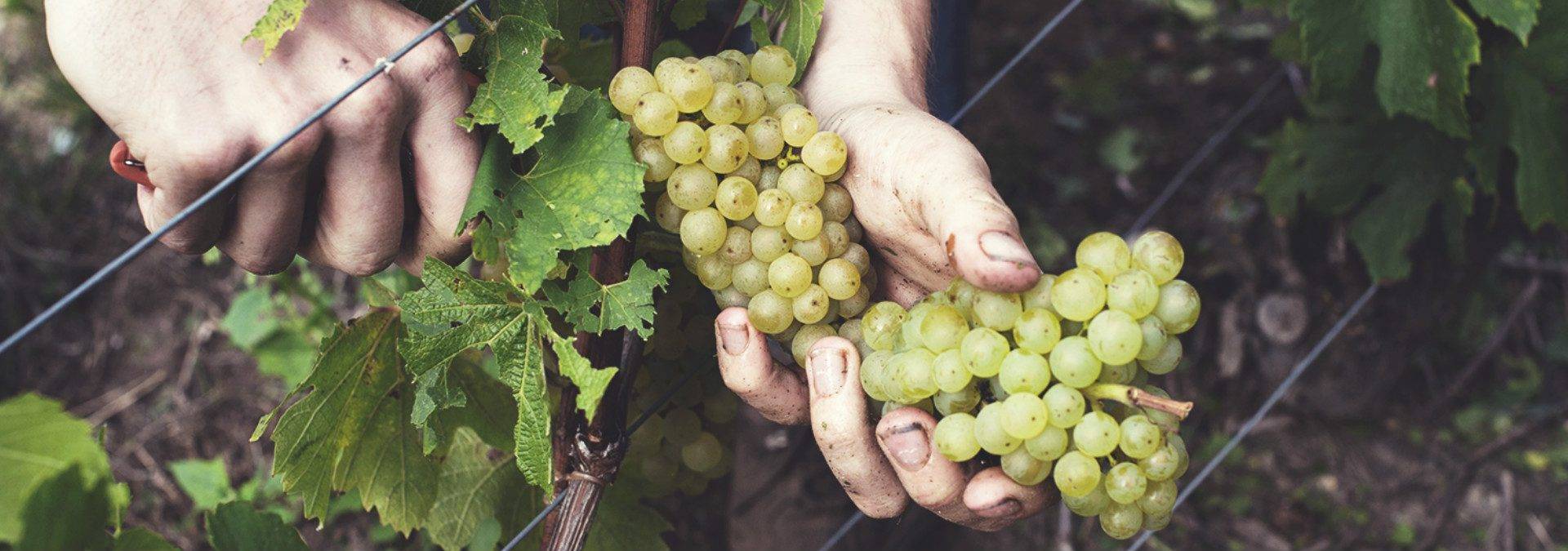 The Ecological moment: visit of our vineyards