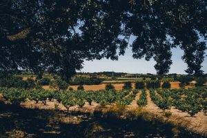 BODEGAS GRATIAS. FAMILIA Y VIÑEDOS