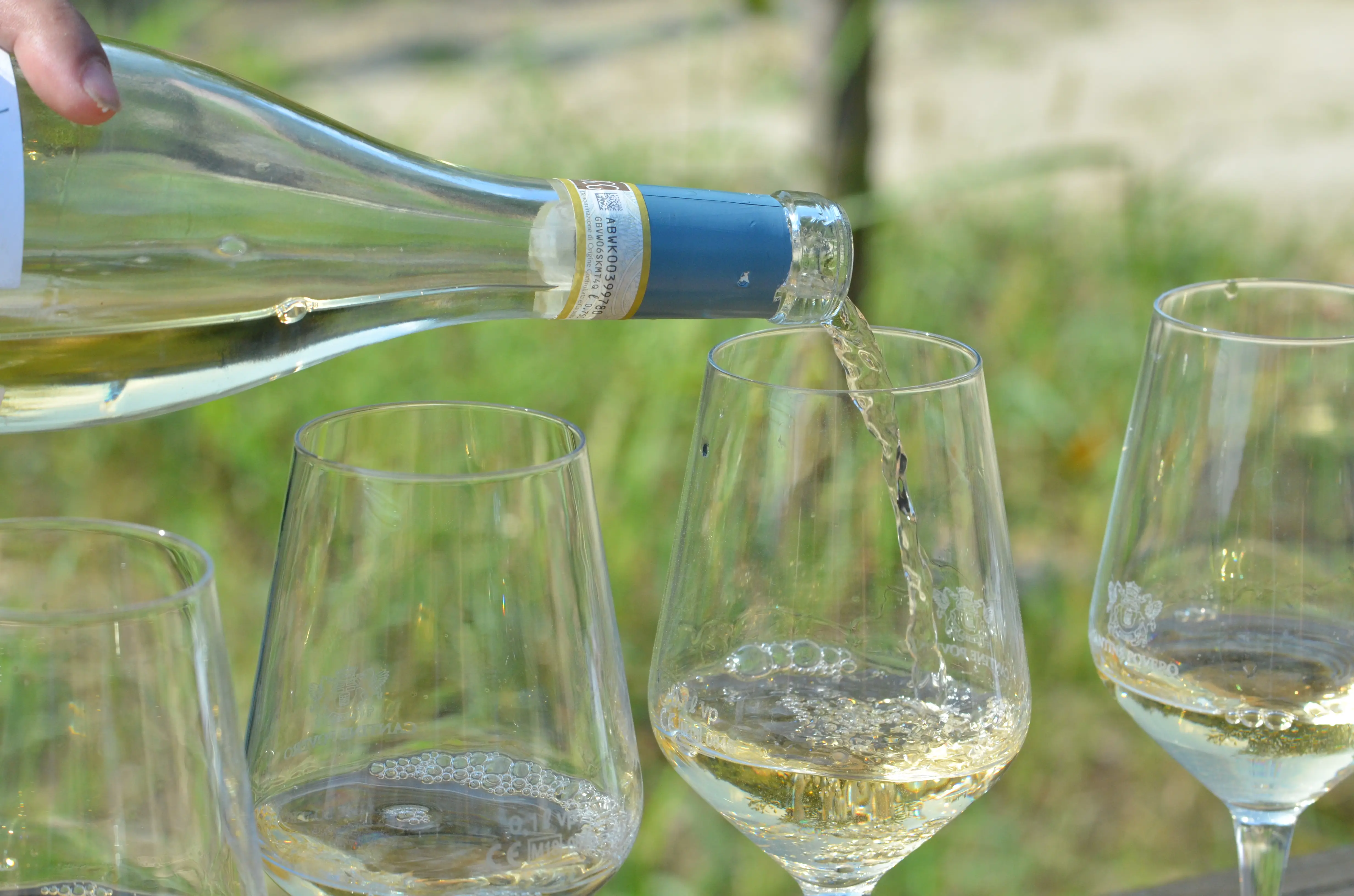 5 Organic Wines from Cascina Vèngore