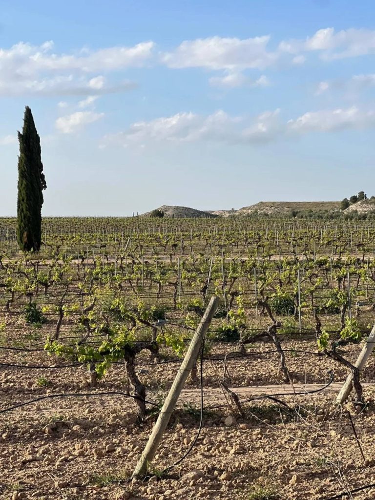 Private Tour of Single Estate Winery in Toledo