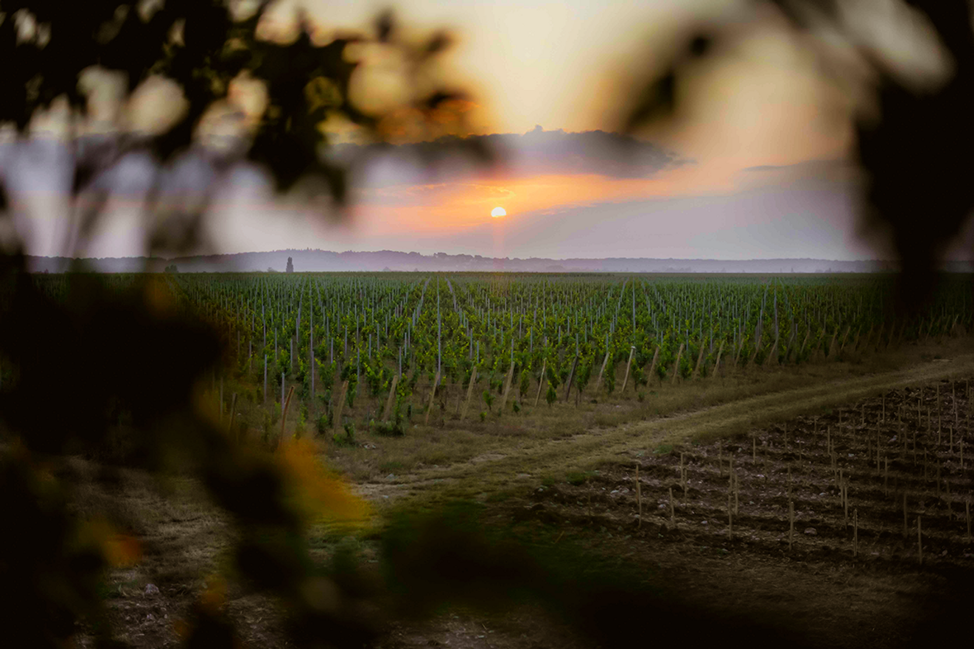 LE DOMAINE LA BOUCHE DU ROI