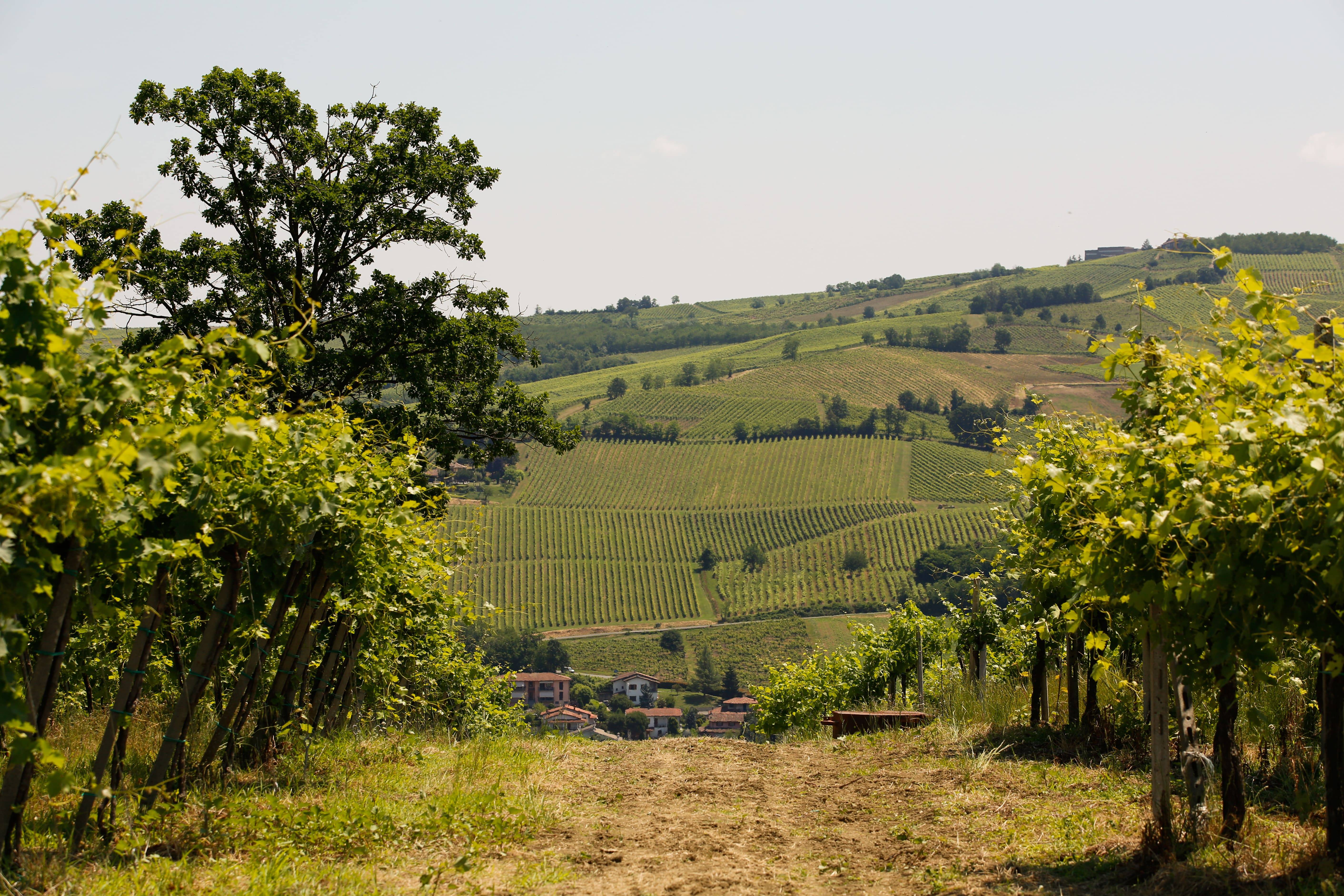 Guided tour and lunch with paired wines