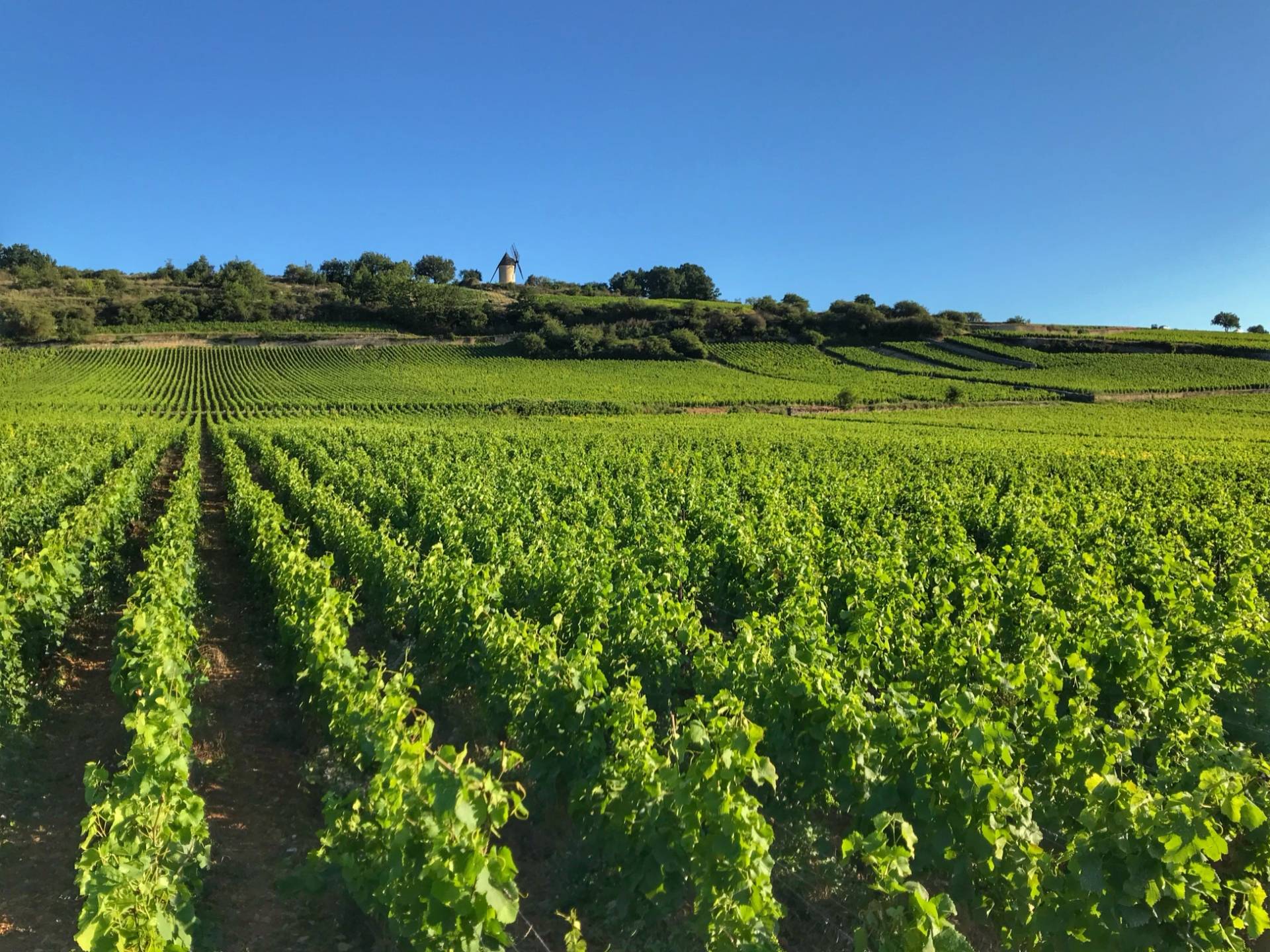 Immerse yourself in the heart of the terroir