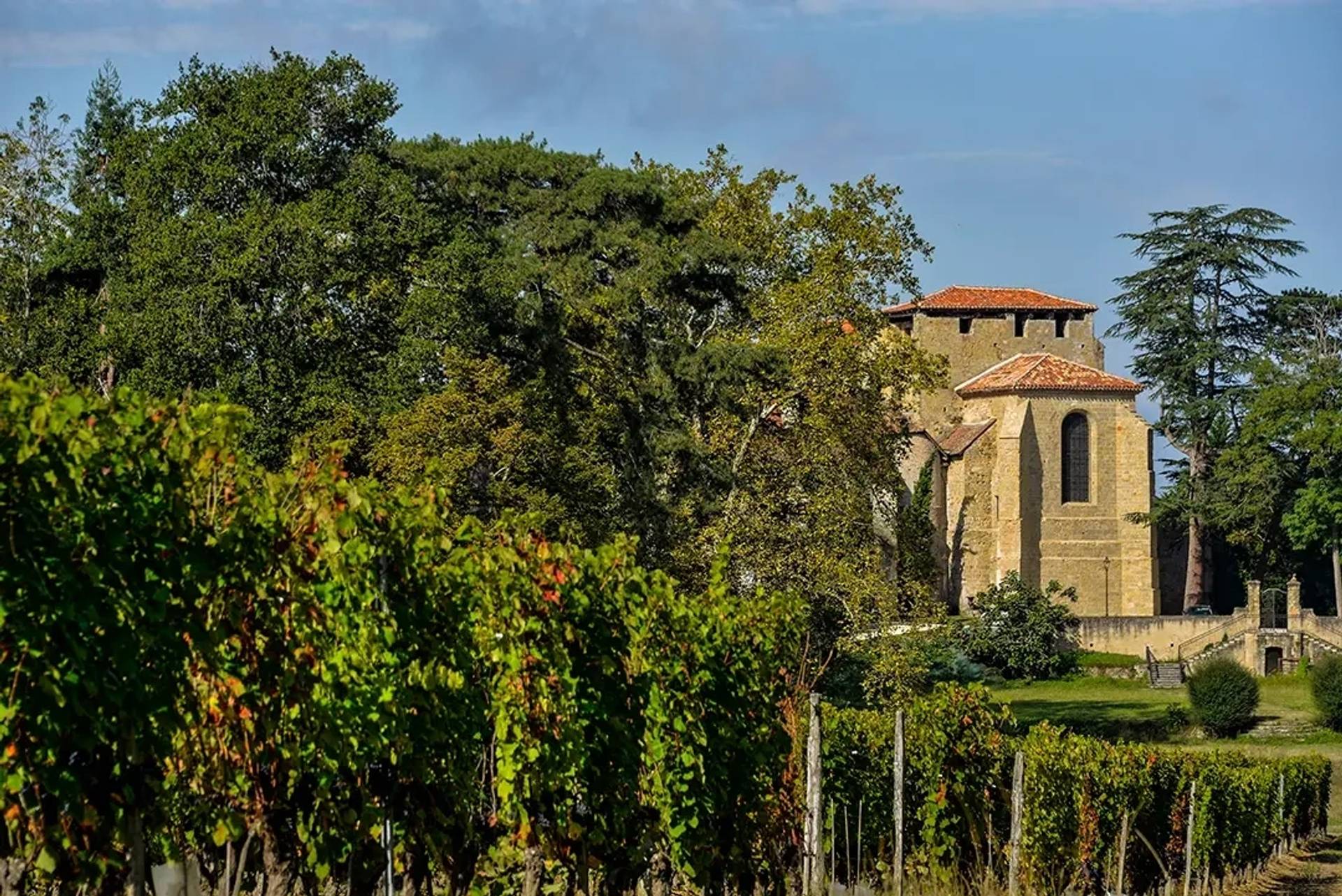 From the vine to the cellar