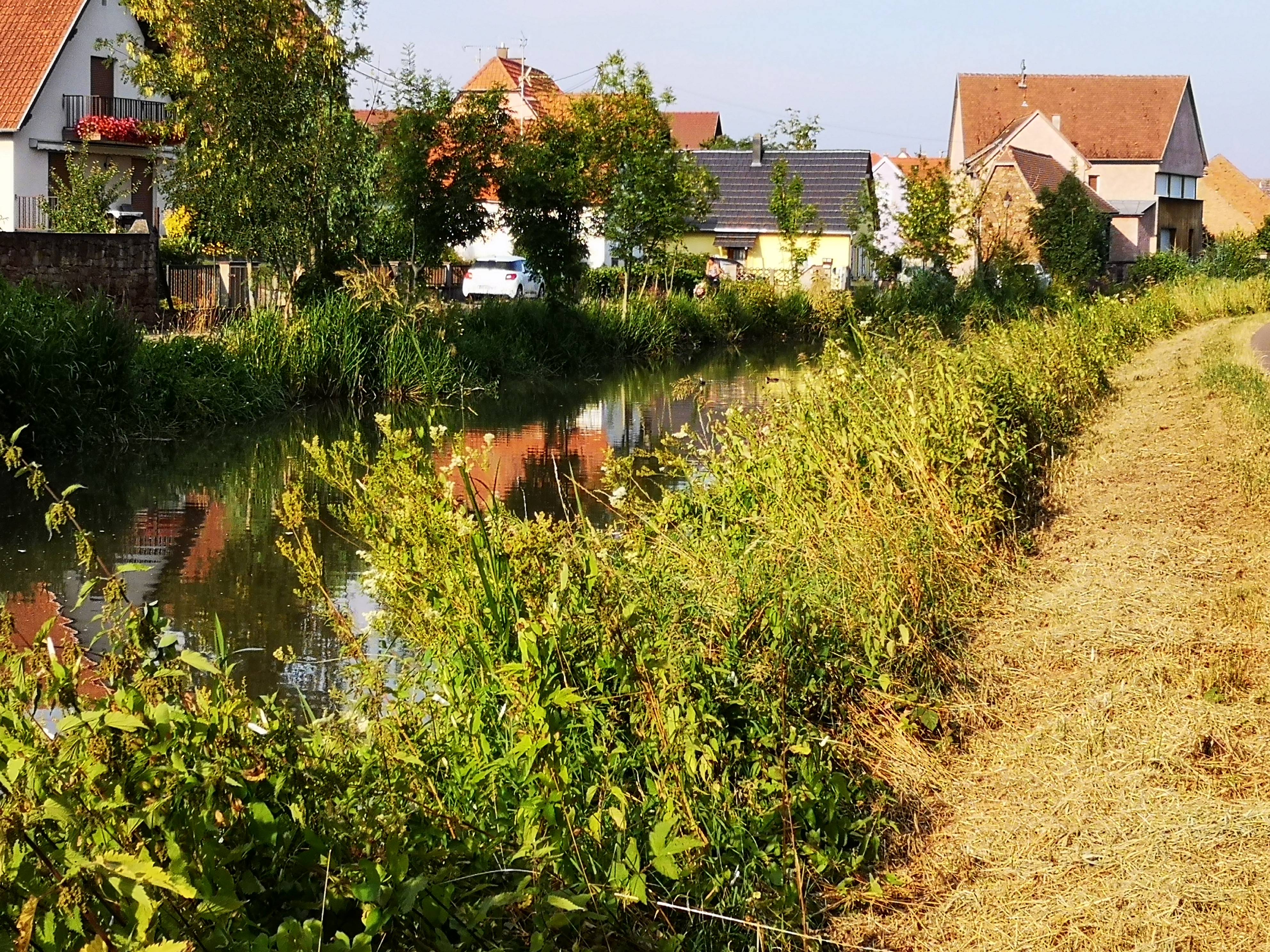 Electric bike ride in the Alsatian vineyard