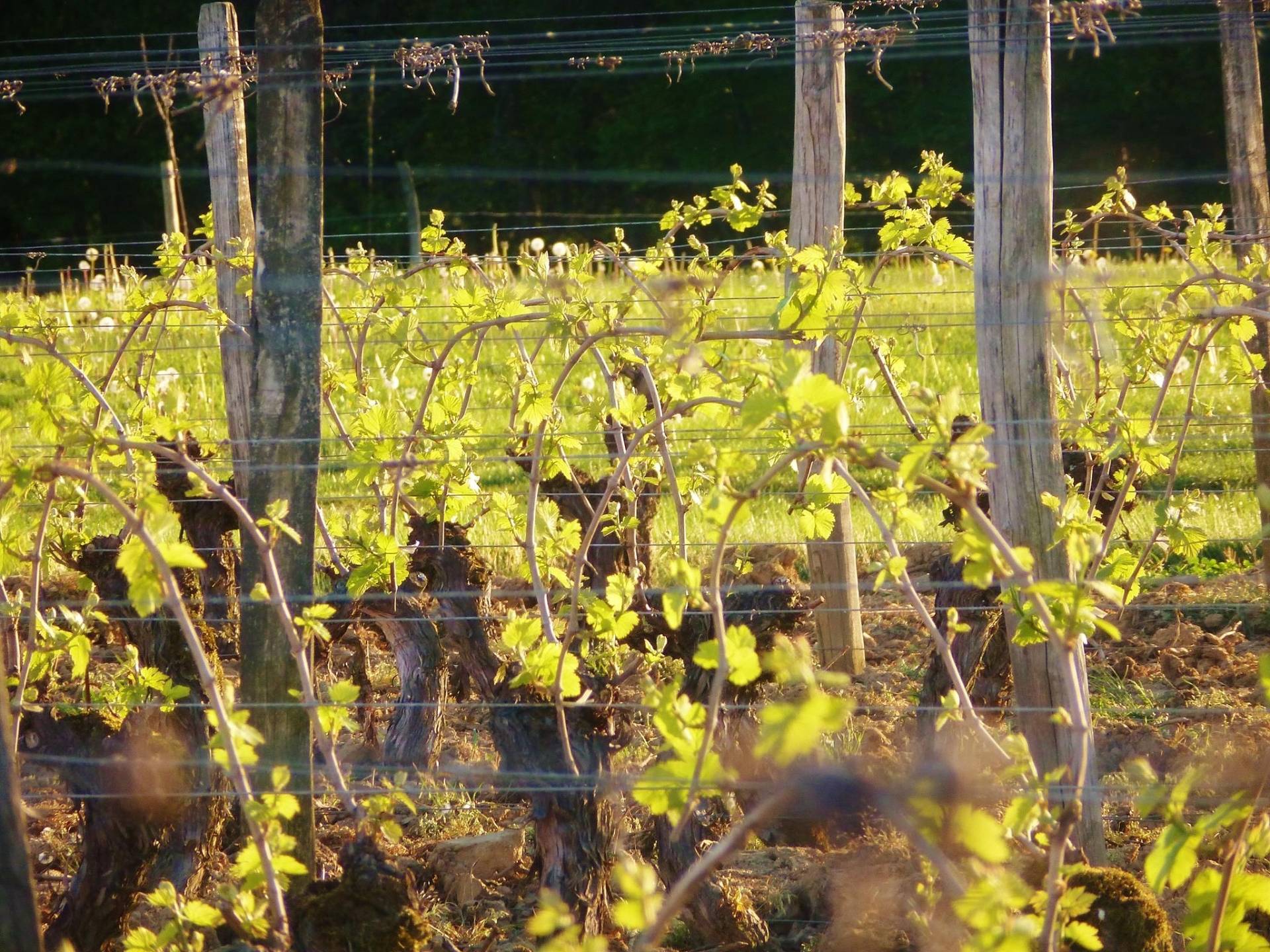 Become a winemaker for a day in Burgundy