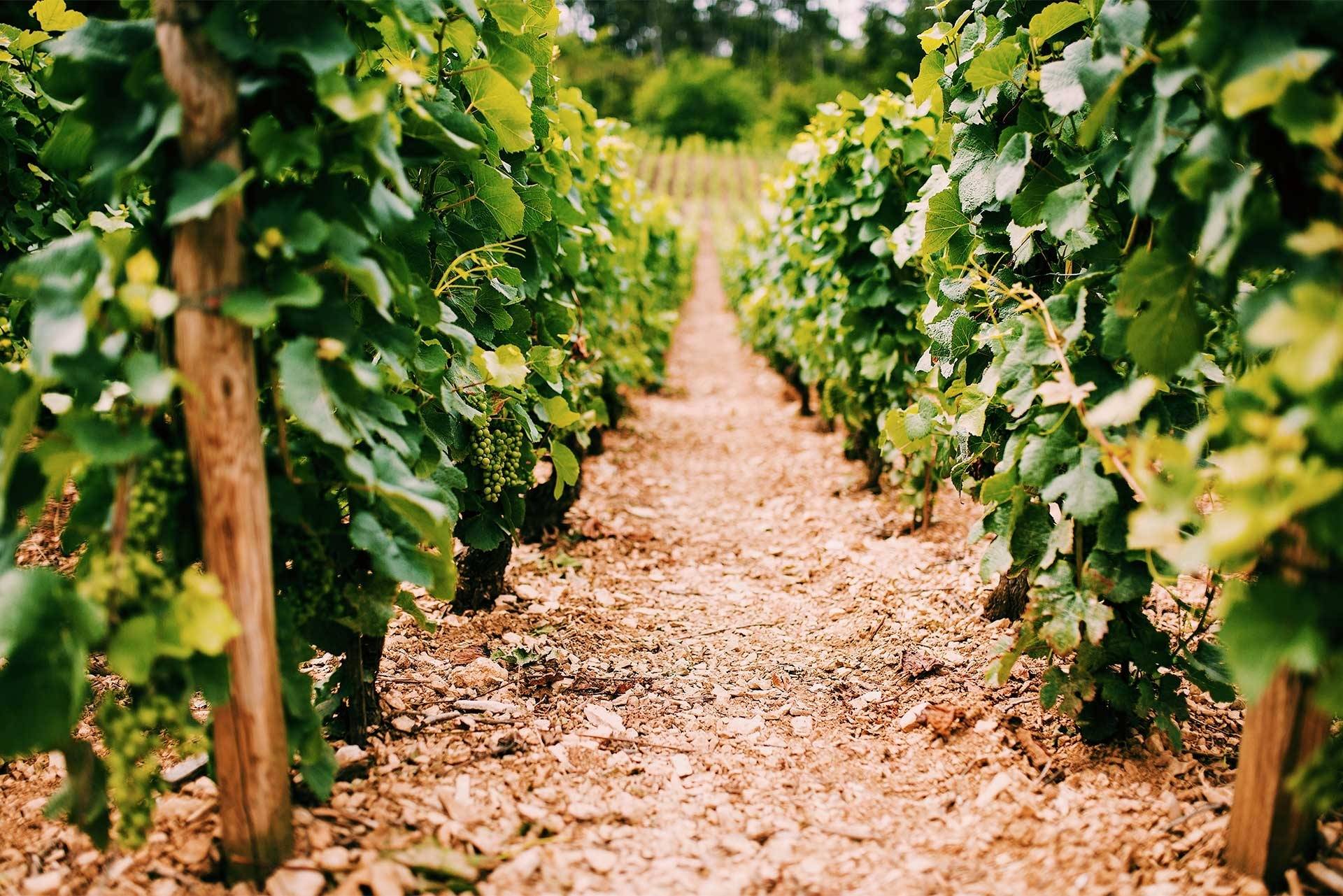 DOMAINE CHARLES PÈRE & FILLE