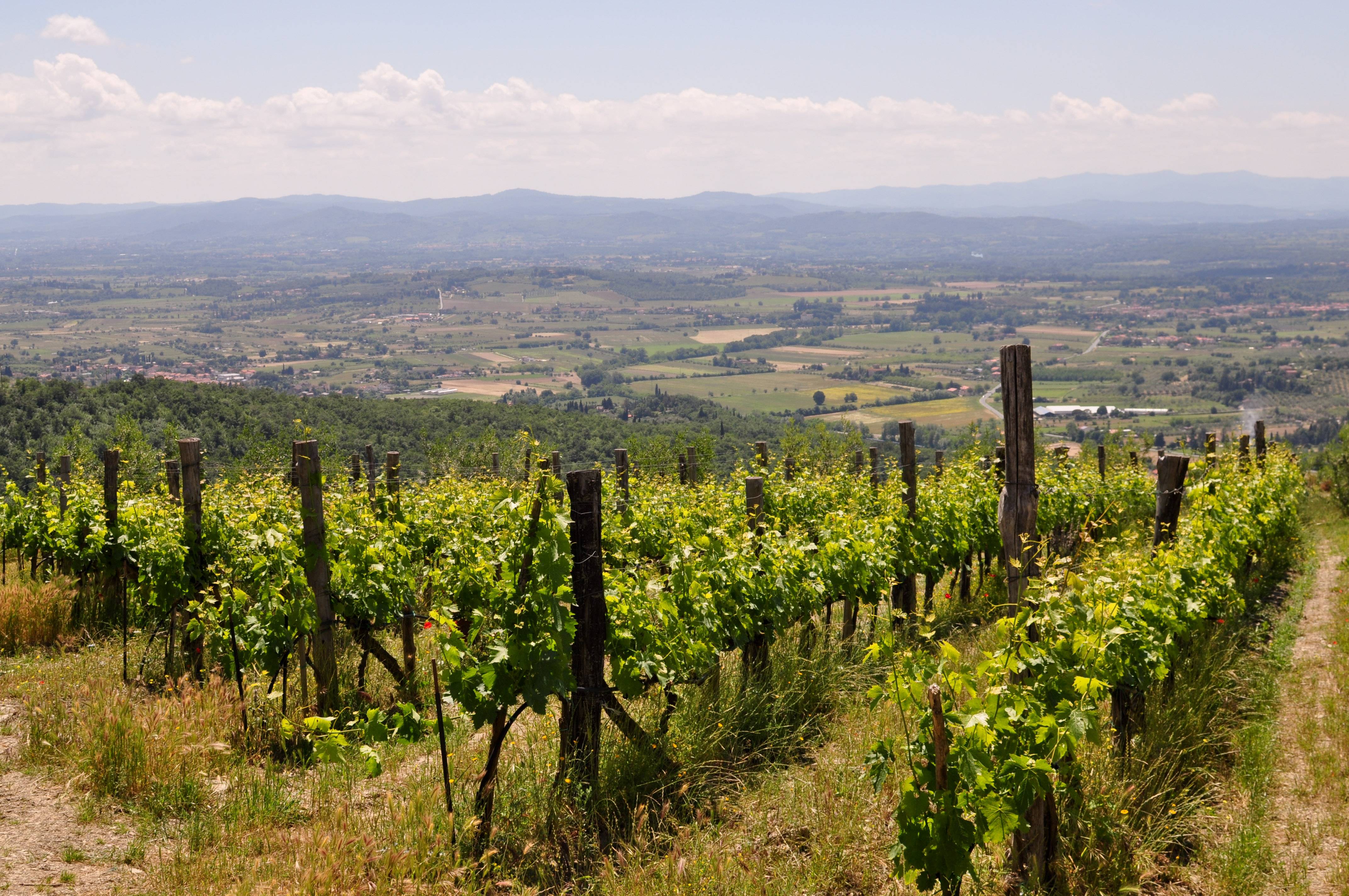 Tour & tasting “The four colors of wine”