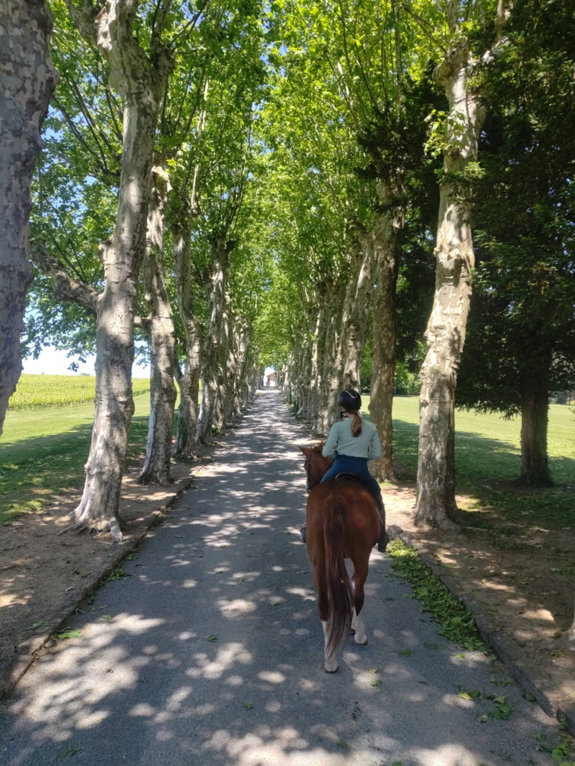 Horseback riding, tasting and picnic