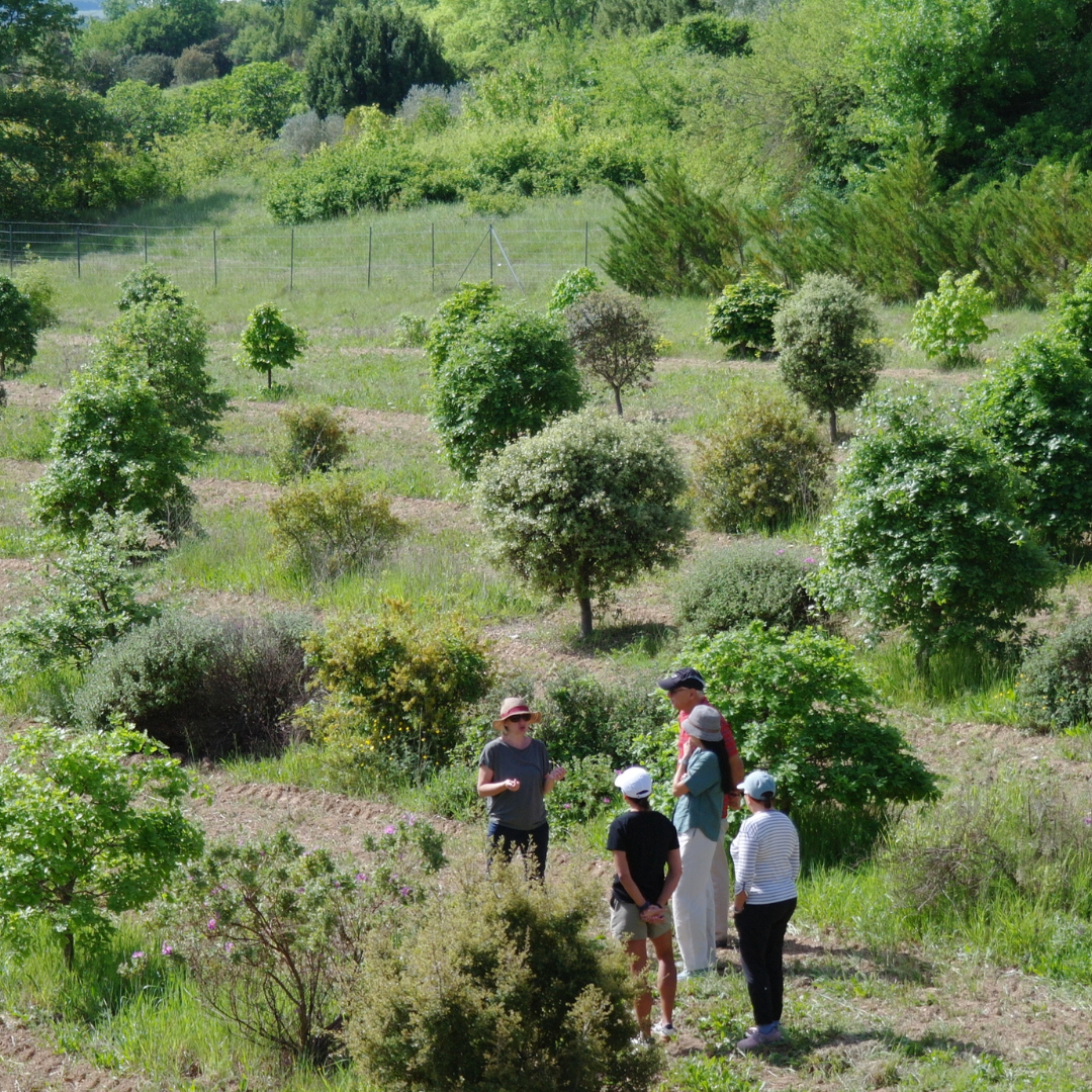 Truffles from farm to table
