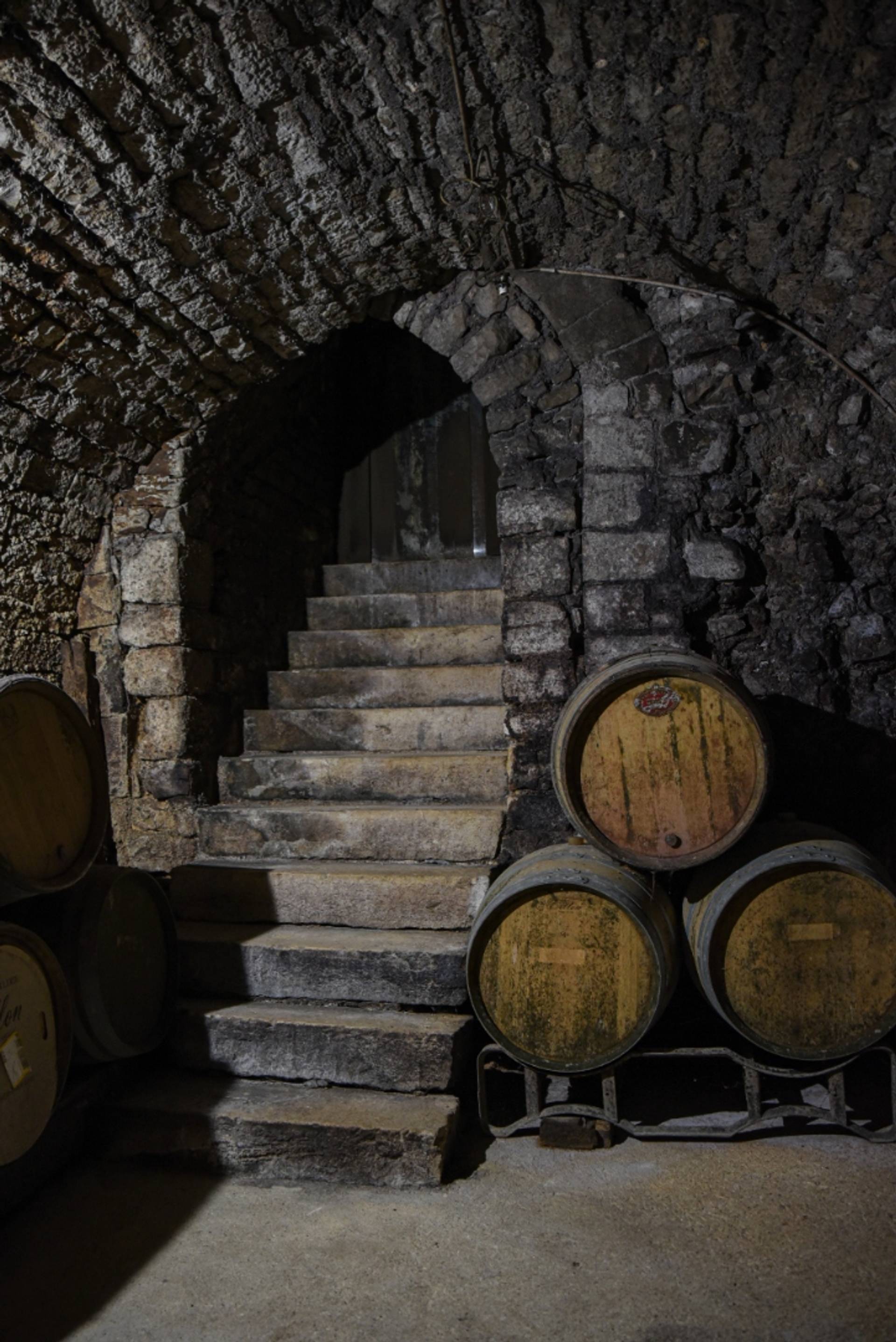 From vine to glass: the complete experience