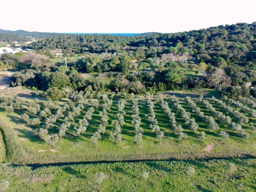 Brugarol Oil Tasting among the olive trees