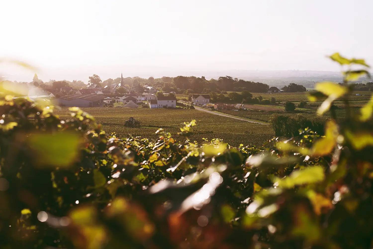 Cellar Master for a Day: The Art of Blending