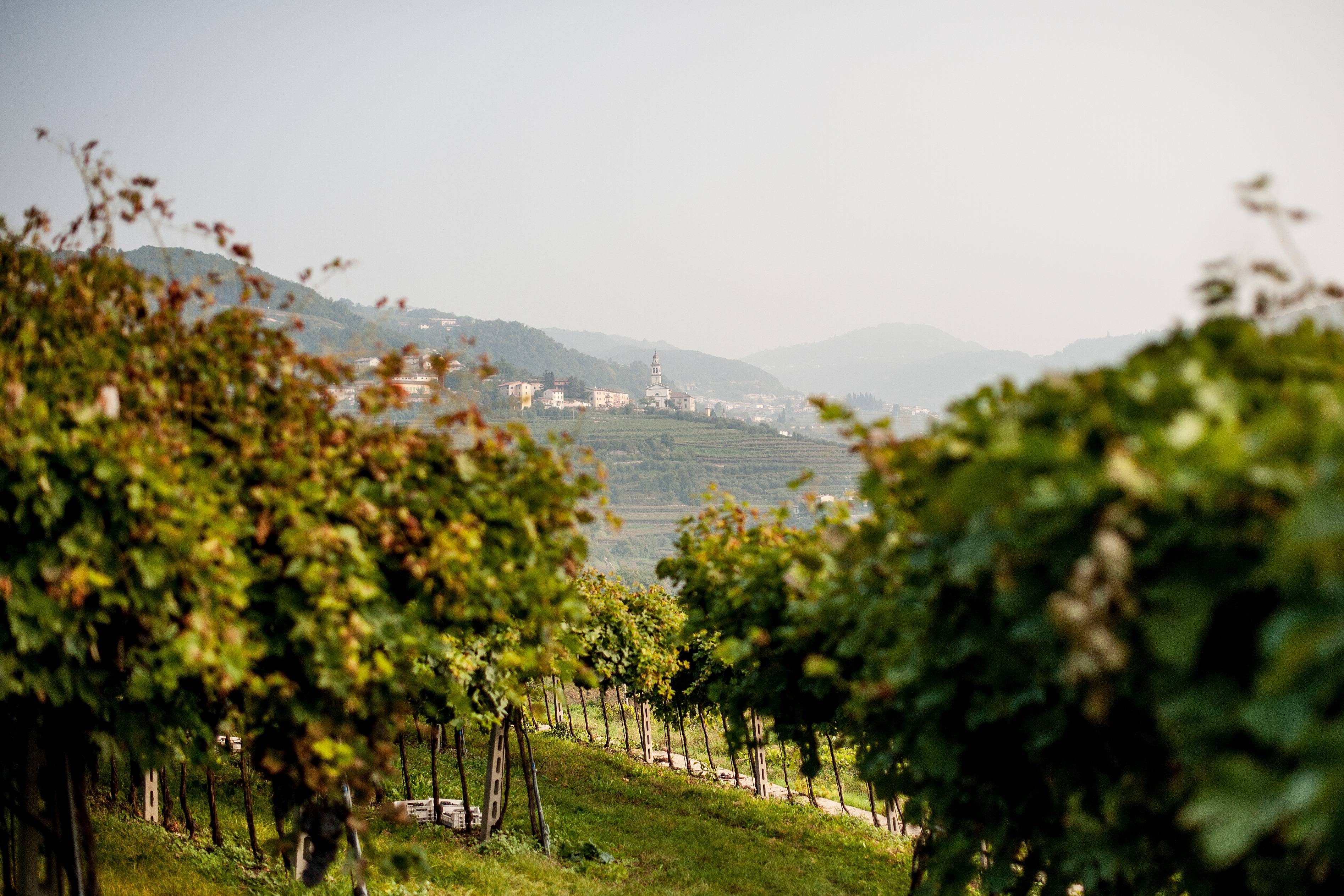 Journey through the Crus