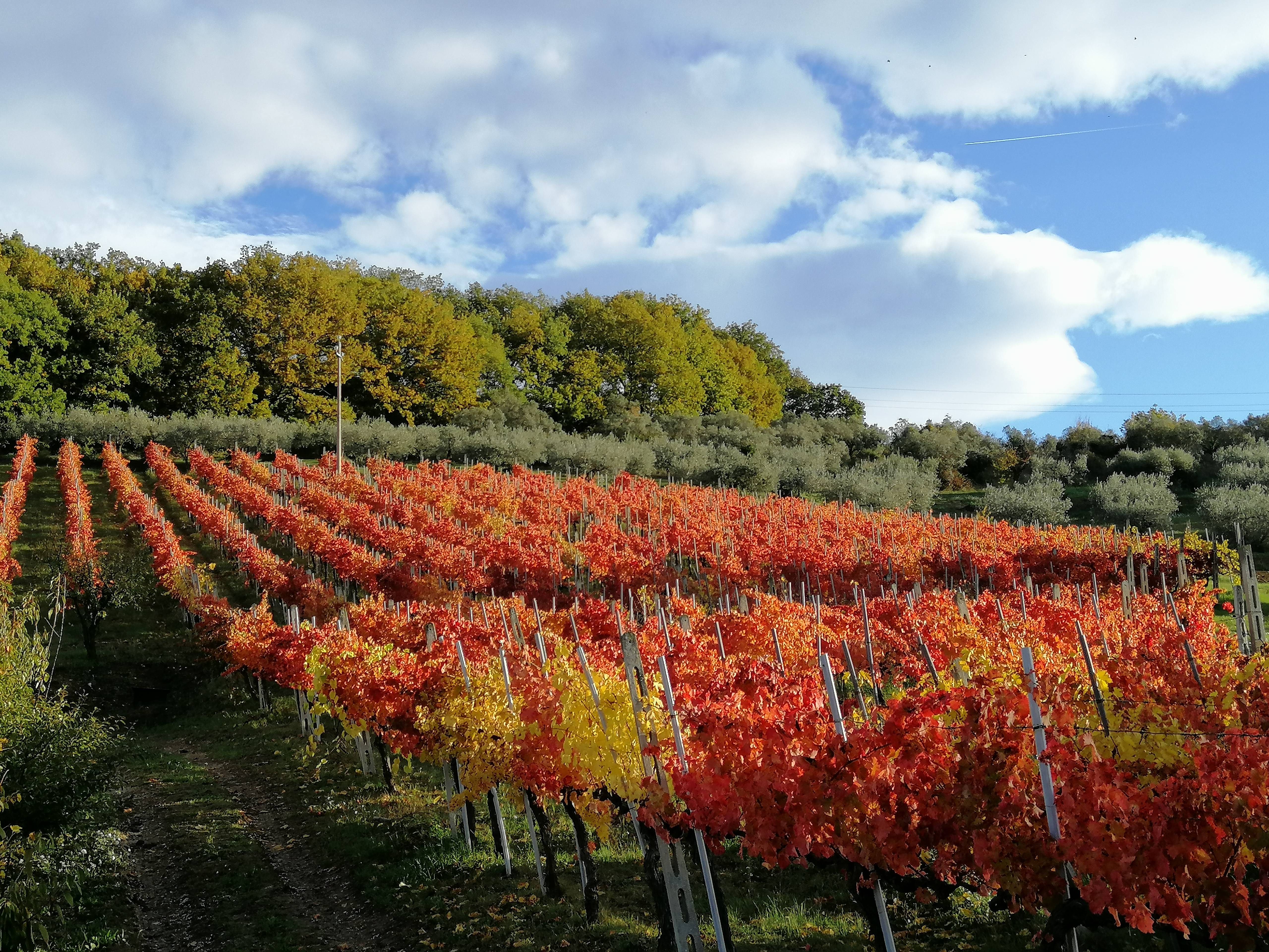 San Fortunato Tasting – Red Wines