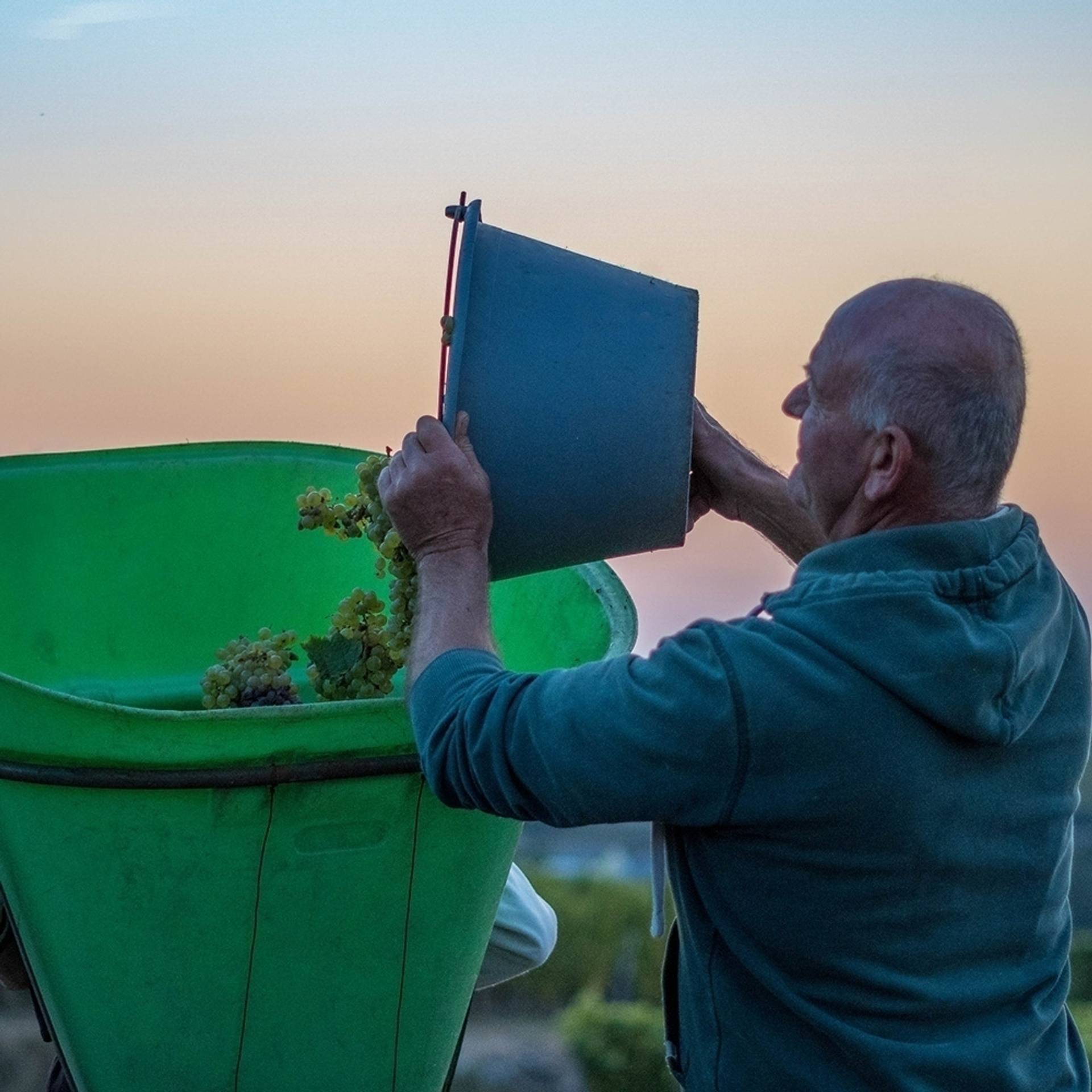 From vine to glass, experience the winemaker’s life