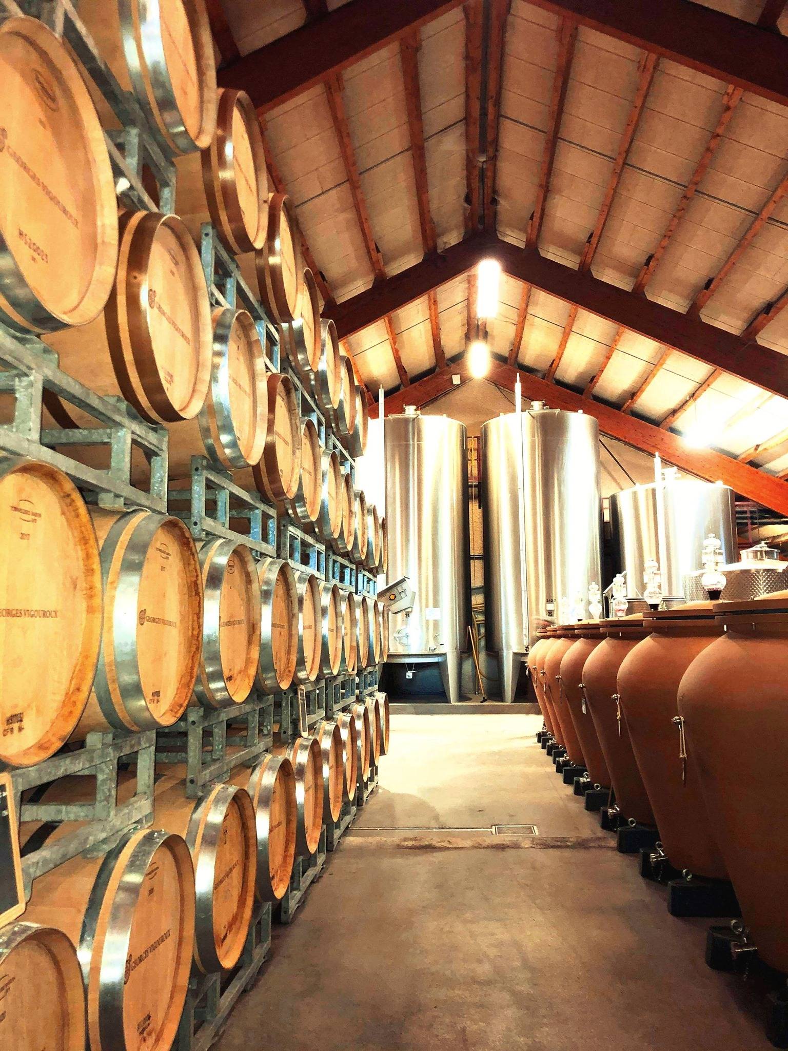 Visit of the vineyard and Tasting in the cellar