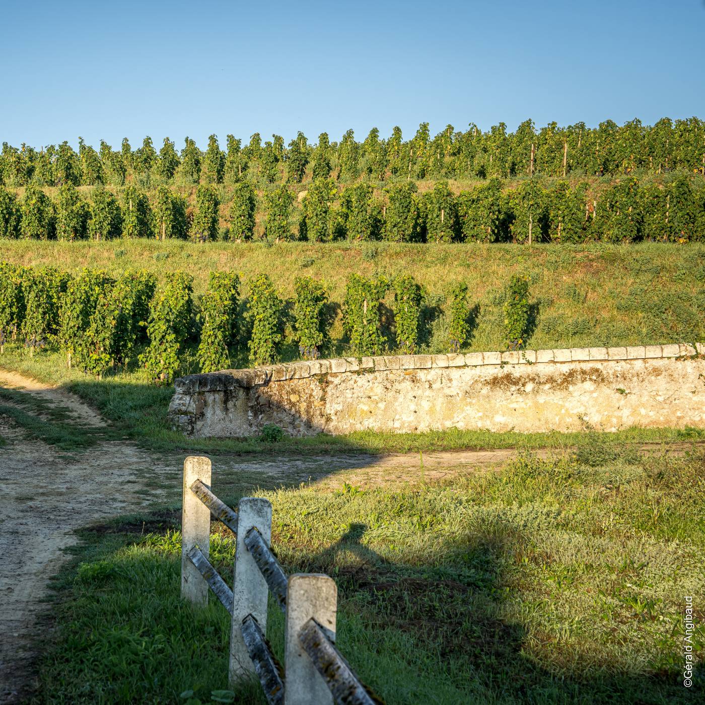 Cabernet Franc: From Vine to Glass