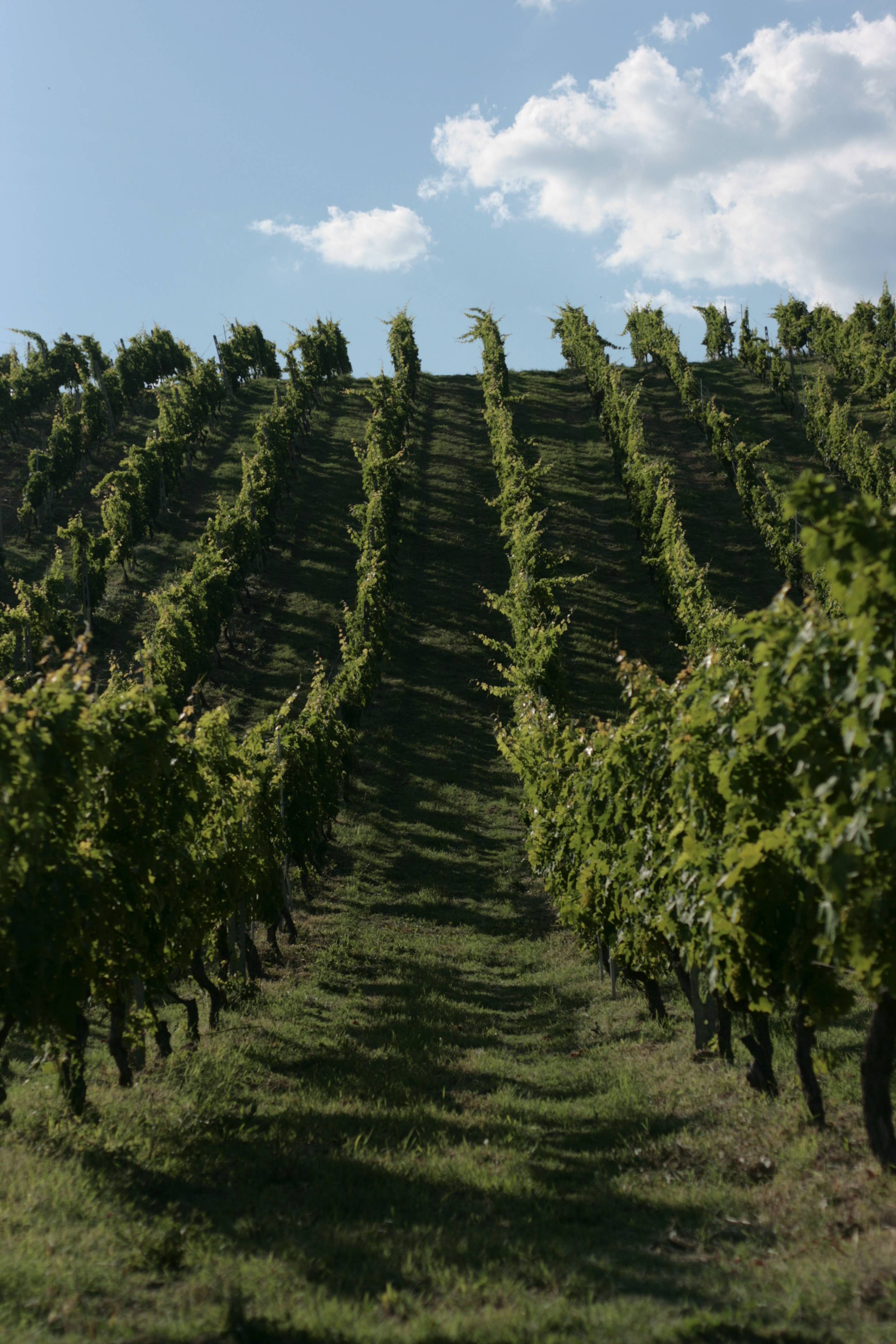 Emotion – Tasting of 5 wines