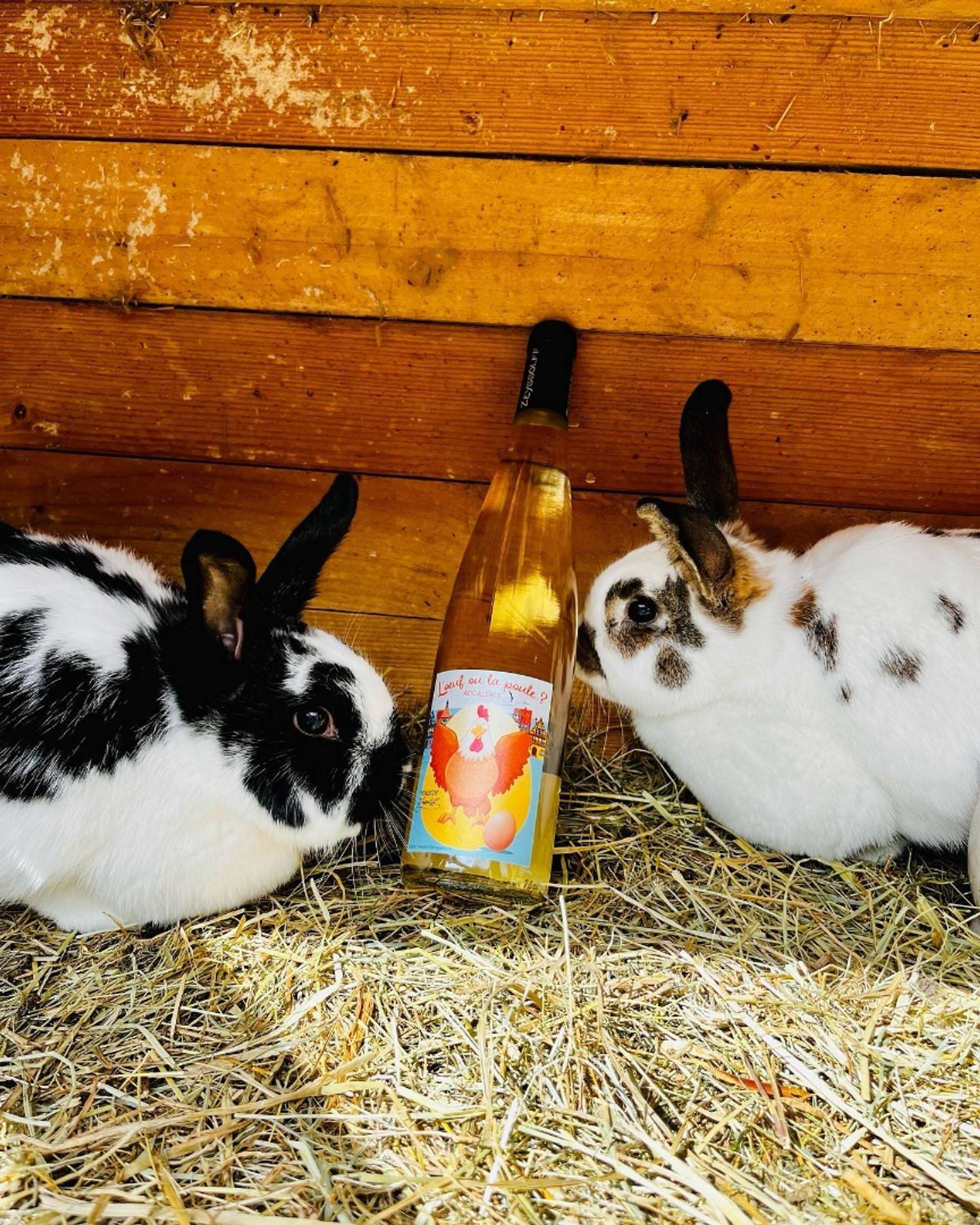 Cellar visit – Easter formula” in Alsace