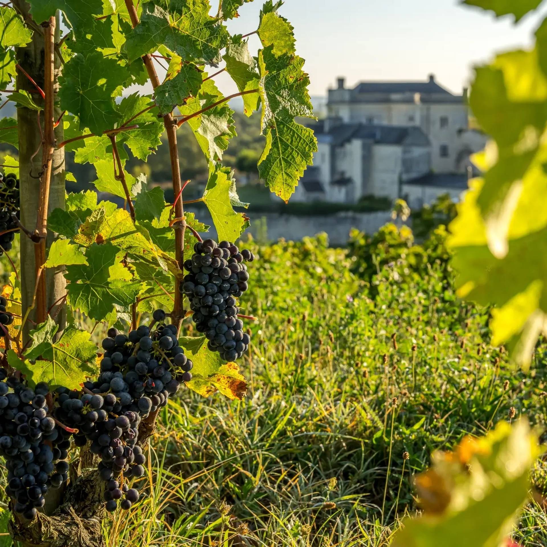 Cabernet Franc: From Vine to Glass