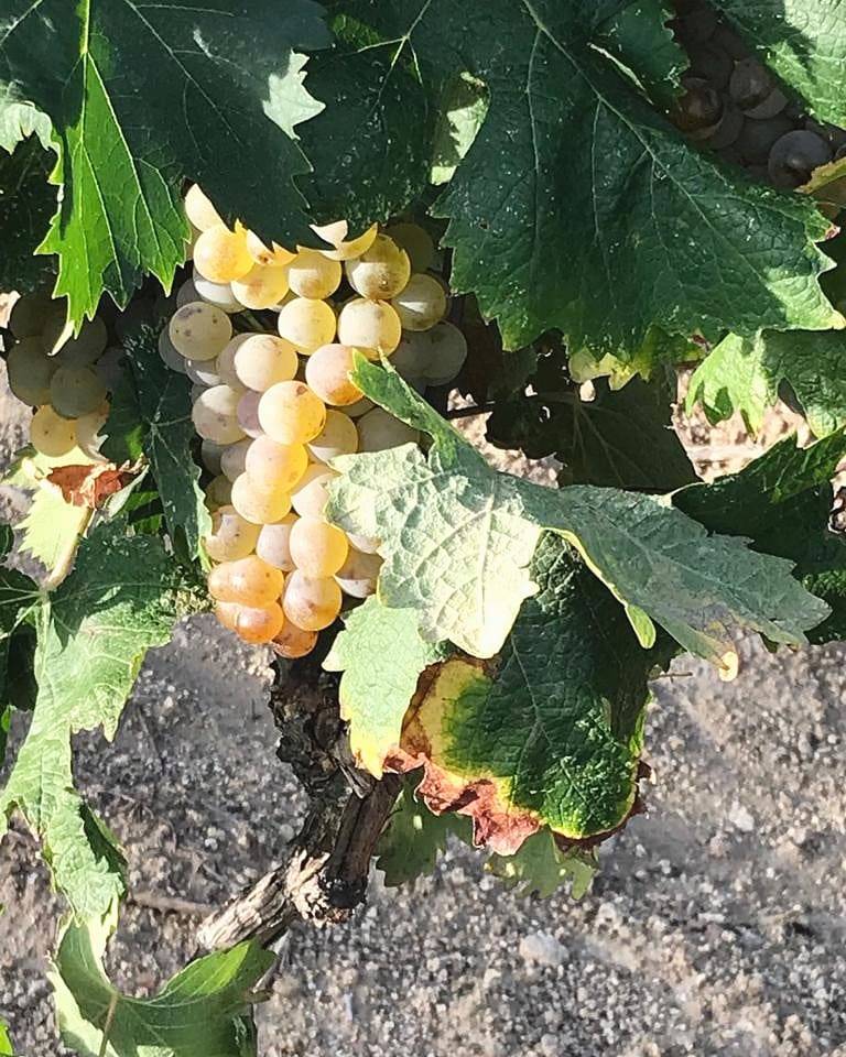 Wine, a spuntinu… Tasting in the heart of the Agriate desert